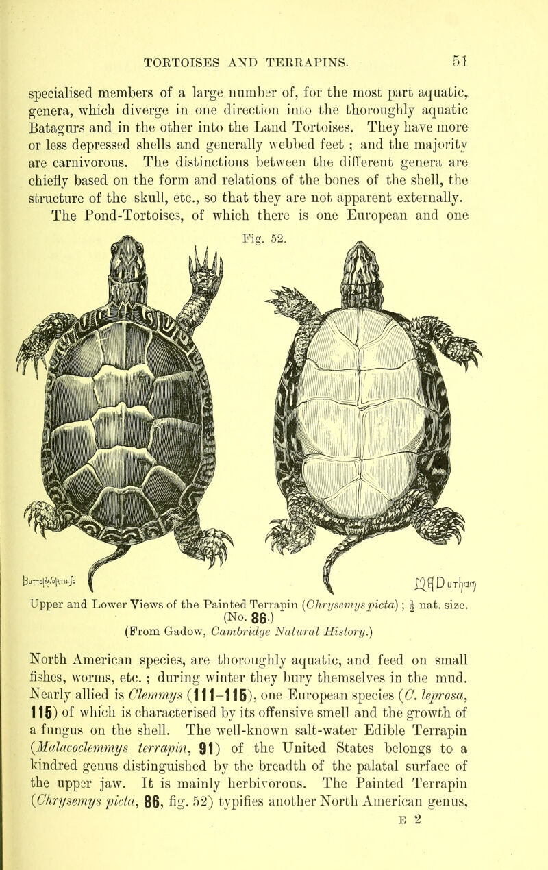 specialised members of a large number of, for the most part aquatic,, genera, which diverge in one direction into the thoroughly aquatic Batagurs and in the other into the Land Tortoises. They have more- or less depressed shells and generally webbed feet ; and the majority are carnivorous. The distinctions between the different genera are chiefly based on the form and relations of the bones of the shell, the structure of the skull, etc., so that they are not apparent externally. The Pond-Tortoises, of which there is one European and one Upper and Lower Views of the Painted Terrapin (Chrysemys joicta); J nat. size. (No. 86 ) (Prom Gadow, Cambridge Natural History.) North American species, are thoroughly aquatic, and feed on small fishes, worms, etc. ; during winter they bury themselves in the mud. Nearly allied is Glemmys (111-115), one European species (G. leprosa, 115) of which is characterised by its offensive smell and the growth of a fungus on the shell. The well-known salt-water Edible Terrapin (Malacoclemmys terrapin, 91) of the United States belongs to a kindred genus distinguished by the breadth of the palatal surface of the upper jaw. It is mainly herbivorous. The Painted Terrapin (Ghrysemys picta, 86, fig’. 52) typifies another North American genus, E 2