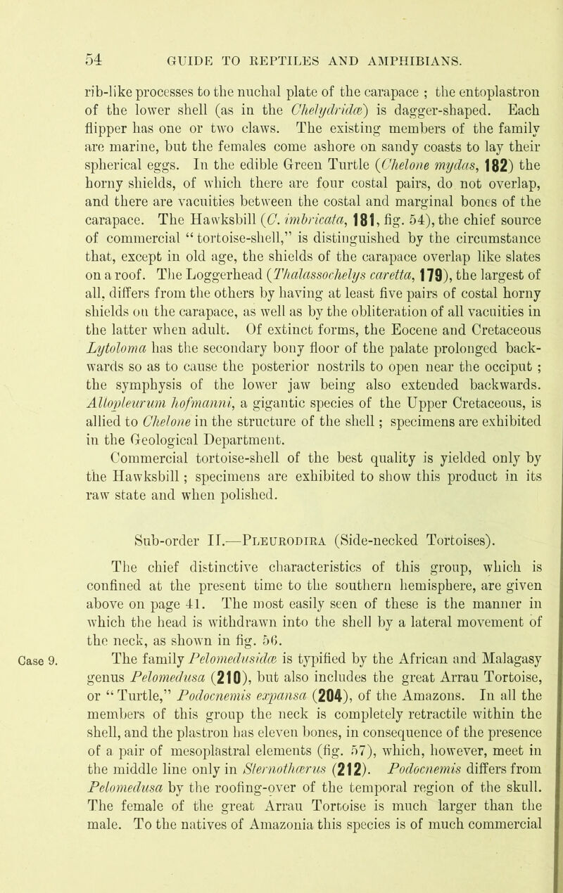 Case 9. rib-like processes to the nuchal plate of the carapace ; the entoplastron of the lower shell (as in the Ghelydridce) is dagger-shaped. Each flipper has one or two claws. The existing members of the family are marine, but the females come ashore on sandy coasts to lay their spherical eggs. In the edible Green Turtle (OheVone mydas, 182) the horny shields, of which there are four costal pairs, do not overlap, and there are vacuities between the costal and marginal bones of the carapace. The Hawksbill (G. imbricata, 181, fig. 54), the chief source of commercial “ tortoise-shell,” is distinguished by the circumstance that, except in old age, the shields of the carapace overlap like slates on a roof. The Loggerhead (Thalas so chelys cciretta, \ 79), the largest of all, differs from the others by having at least five pairs of costal horny shields on the carapace, as well as by the obliteration of all vacuities in the latter when adult. Of extinct forms, the Eocene and Cretaceous Lytoloma has the secondary bony floor of the palate prolonged back- wards so as to cause the posterior nostrils to open near the occiput ; the symphysis of the lower jaw being also extended backwards. AUovleurum hofmanni, a gigantic species of the Upper Cretaceous, is allied to Clielone in the structure of the shell; specimens are exhibited in the Geological Department. Commercial tortoise-shell of the best quality is yielded only by the Hawksbill; specimens are exhibited to show this product in its raw state and when polished. Sub-order II.—Pleurodira (Side-necked Tortoises). The chief distinctive characteristics of this group, which is confined at the present time to the southern hemisphere, are given above on page 41. The most easily seen of these is the manner in which the head is withdrawn into the shell by a lateral movement of the neck, as shown in fig. 56. The family Pelomedusidce is typified by the African and Malagasy genus Pelomedusa (210), but also includes the great Arrau Tortoise, or “Turtle,” Podocnemis expansa (204), of the Amazons. In all the members of this group the neck is completely retractile within the shell, and the plastron has eleven bones, in consequence of the presence of a pair of mesoplastral elements (fig. 57), which, however, meet in the middle line only in Sternothcerus (212). Podocnemis differs from Pelomedusa by the roofing-over of the temporal region of the skull. The female of the great Arrau Tortoise is much larger than the male. To the natives of Amazonia this species is of much commercial