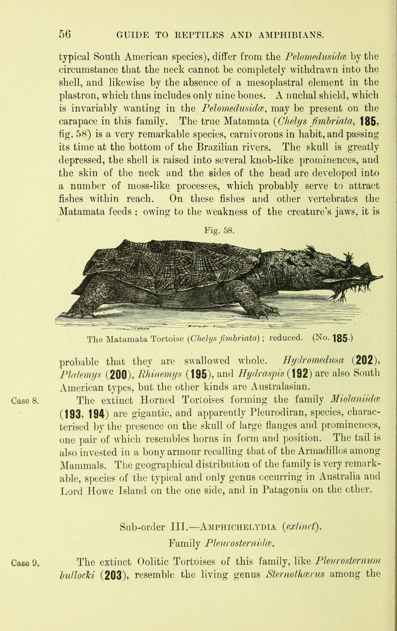 Case 8. Case 9. typical South American species), differ from the Pelomedusidce by the circumstance that the neck cannot be completely withdrawn into the shell, and likewise by the absence of a mesoplastral element in the plastron, which thus includes only nine bones. A nuchal shield, which is invariably wanting in the Pelomedusidce, may be present on the carapace in this family. The true Matamata (Ghelys ftmbriata, 185? fig. 58) is a very remarkable species, carnivorous in habit, and passing its time at the bottom of the Brazilian rivers. The skull is greatly depressed, the shell is raised into several knob-like prominences, and the skin of the neck and the sides of the head are developed into a number of moss-like processes, which probably serve to attract fishes within reach. On these fishes and other vertebrates the Matamata feeds ; owing to the weakness of the creature’s jaws, it is Fig. 58. The Matamata Tortoise (Chelys fimbriata); reduced. (No. 185 ) probable that they are swallowed whole. Hydromedusa (202), Platemys (200), Rhinemys (195), and Hydrastis (192) are also South American types, but the other kinds are Australasian. The extinct Horned Tortoises forming the family Miolaniidce (193, 194) are gigantic, and apparently Pleurodiran, species, charac- terised by the presence on the skull of large flanges and prominences, one pair of which resembles horns in form and position. The tail is also invested in a bony armour recalling that of the Armadillos among Mammals. The geographical distribution of the family is very remark- able, species of the typical and only genus occurring in Australia and Lord Howe Island on the one side, and in Patagonia on the other. Sub-order III.—Amphichelydia (extinct). Family Pleurosternidce. The extinct Oolitic Tortoises of this family, likePleuro sternum bullocJci (203), resemble the living genus Sternothcerus among the