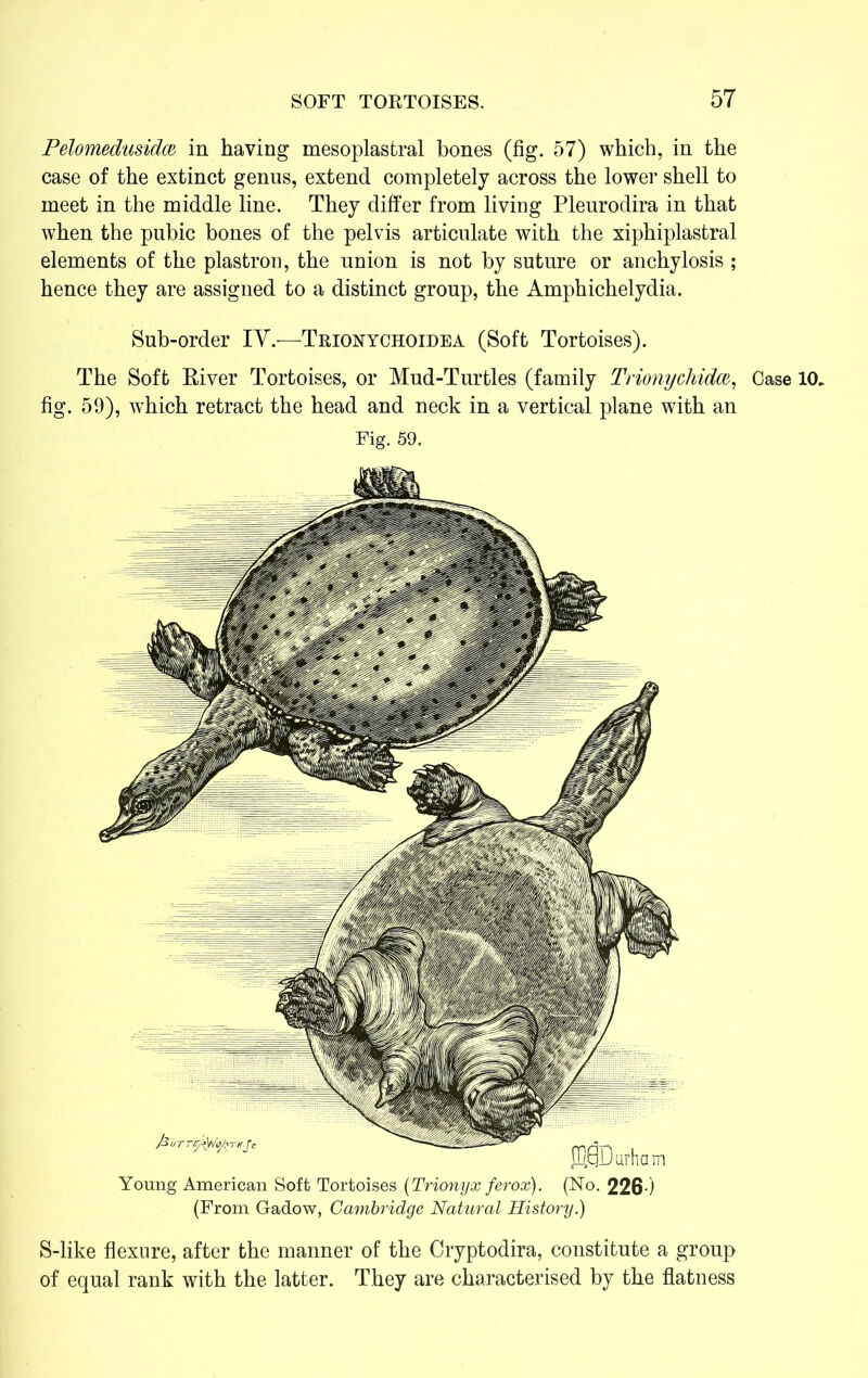 Pelomedusidm in having mesoplastral bones (fig. 57) which, in the case of the extinct genus, extend completely across the lower shell to meet in the middle line. They differ from living Plenrodira in that when the pubic bones of the pelvis articulate with the xiphiplastral elements of the plastron, the union is not by suture or anchylosis ; hence they are assigned to a distinct group, the Amphichelydia. Sub-order IY.—Trkxntchoidea (Soft Tortoises). The Soft Biver Tortoises, or Mud-Turtles (family Trionychidm, Case fig. 59), which retract the head and neck in a vertical plane with an Fig. 59. Young American Soft Tortoises (Trionyx ferox). (No. 226-) (From Gadow, Cambridge Natural History.) S-like flexure, after the manner of the Cryptodira, constitute a group of equal rank with the latter. They are characterised by the flatness