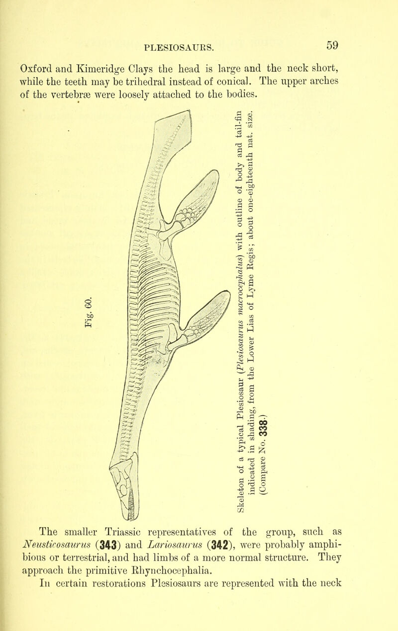 PLESIOSAURS. Oxford and Kimeridge Clays the head is large and the neck short, while the teeth may be trihedral instead of conical. The upper arches of the vertebras were loosely attached to the bodies. The smaller Triassic representatives of the group, such as Neusticosaurus (343) and Lariosaurus (342), were probably amphi- bious or terrestrial, and had limbs of a more normal structure. They approach the primitive Rhynchocephalia. In certain restorations Plesiosaurs are represented with the neck