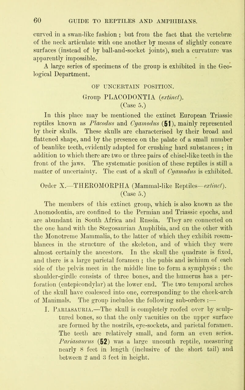 curved in a swan-like fashion ; but from the fact that the vertebrae of the neck articulate with one another by means of slightly concave surfaces (instead of by ball-and-socket joints), such a curvature was apparently impossible. A large series of specimens of the group is exhibited in the Geo- logical Department. OF UNCERTAIN POSITION. Group PLACODOXTIA (extinct). (Case 5.) In this place may be mentioned the extinct European Triassic reptiles known as Placodus and Cyamodus (51), mainly represented by their skulls. These skulls are characterised by their broad and flattened shape, and by the presence on the palate of a small number of beanlike teeth, evidently adapted for crushing hard substances ; in addition to which there are two or three pairs of chisel-like teeth in the front of the jaws. The systematic position of these reptiles is still a matter of uncertainty. The cast of a skull of Cyamodus is exhibited. Order X.—THEROMORPHA (Mammal-like Reptiles—extinct). (Case 5.) The members of this extinct group, which is also known as the Anomodontia, are confined to the Permian and Triassic epochs, and are abundant in South Africa and Russia. They are connected on the one hand with the Stegosaurian Amphibia, and on the other with the Monotreme Mammalia, to the latter of wrhich they exhibit resem- blances in the structure of the skeleton, and of which they were almost certainly the ancestors. In the skull the quadrate is fixed, and there is a large parietal foramen ; the pubis and ischium of each side of the pelvis meet in the middle line to form a symphysis ; the shoulder-girdle consists of three bones, and the humerus has a per- foration (entepicondylar) at the lower end. The two temporal arches of the skull have coalesced into one, corresponding to the cheek-arch of Mammals. The group includes the following sub-orders :—■ I. Pariasauria.—The skull is completely roofed over by sculp- tured bones, so that the only vacuities on the upper surface are formed by the nostrils, eye-sockets, and parietal foramen. The teeth are relatively small, and form an even series. Pariasaurus (52) was a large uncouth reptile, measuring' nearly 8 feet in length (inclusive of the short tail) and between 2 and 3 feet in height.