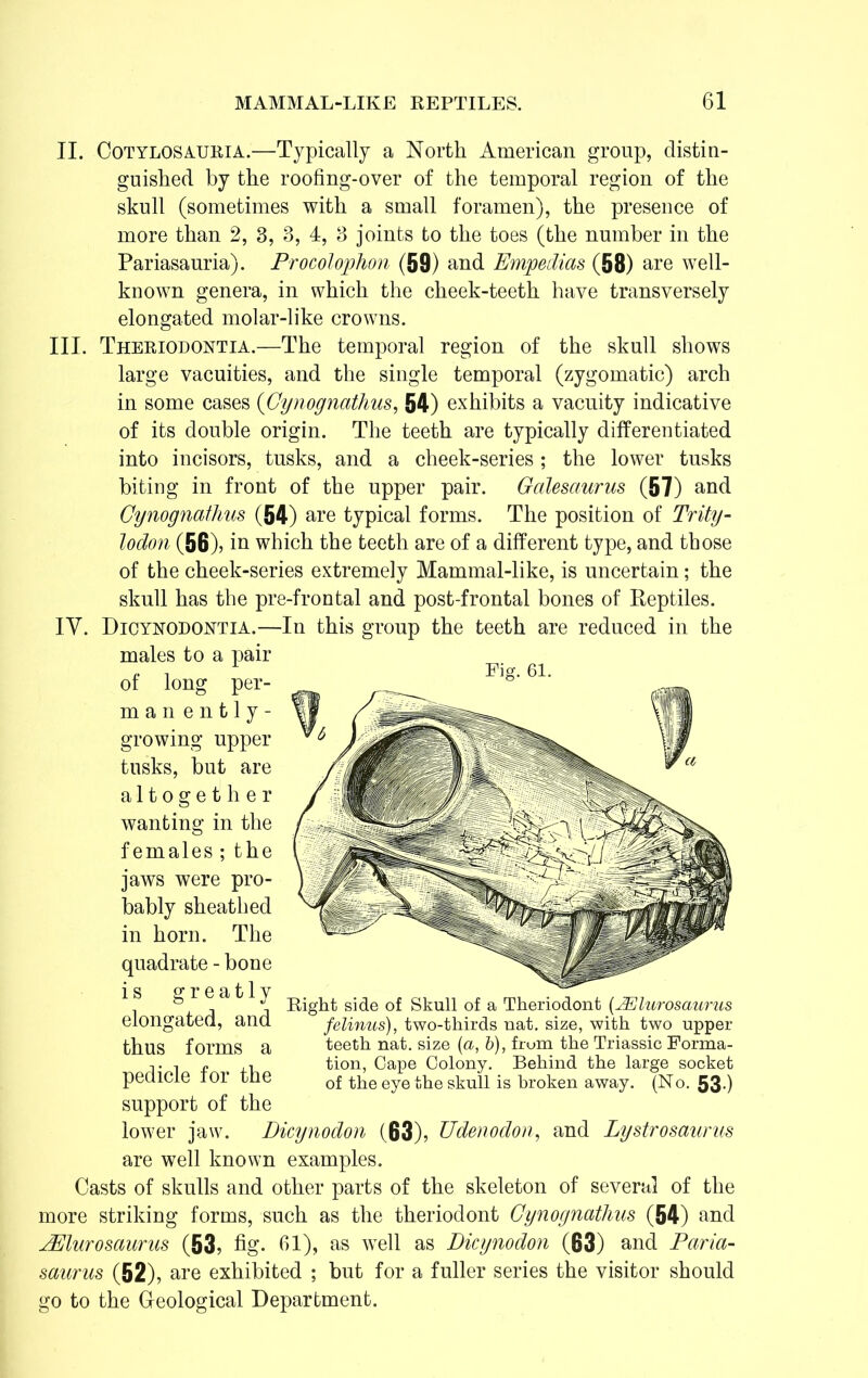 II. Cotylosauria.—Typically a North American group, distin- guished by the roofing-over of the temporal region of the skull (sometimes with a small foramen), the presence of more than 2, 3, 3, 4, 3 joints to the toes (the number in the Pariasauria). Procolophon (59) and Empedias (58) are well- known genera, in which the cheek-teeth have transversely elongated molar-like crowns. III. Theriodontia.—The temporal region of the skull shows large vacuities, and the single temporal (zygomatic) arch in some cases (Gynognathus, 54) exhibits a vacuity indicative of its double origin. The teeth are typically differentiated into incisors, tusks, and a cheek-series; the lower tusks biting in front of the upper pair. Gdlesaurus (57) and Cynognathus (54) are typical forms. The position of Trity- lodon (56), in which the teeth are of a different type, and those of the cheek-series extremely Mammal-like, is uncertain; the skull has the pre-frontal and post-frontal bones of Reptiles. IV. Dicynodontia.—In this group the teeth are reduced in the males to a pair of long per- manently- growing upper tusks, but are altogether wanting in the females ; the jaws were pro- bably sheathed in horn. The quadrate - bone is greatly elongated, and thus forms a pedicle for the support of the lower jaw. Dicynodon (63), Udenodon, and Lystrosaurus are well known examples. Casts of skulls and other parts of the skeleton of several of the more striking forms, such as the theriodont Cynognathus (54) and jElurosaurus (53, fig. «i), as wTell as Dicynodon (63) and Paria- saurus (52), are exhibited ; but for a fuller series the visitor should go to the Geological Department. Fig. 61. Right side of Skull of a Theriodont (JElurosaurus felinus), two-thirds nat. size, with two upper teeth nat. size (a, b), frum the Triassic Forma- tion, Cape Colony. Behind the large socket of the eye the skull is broken away. (No. 53-)