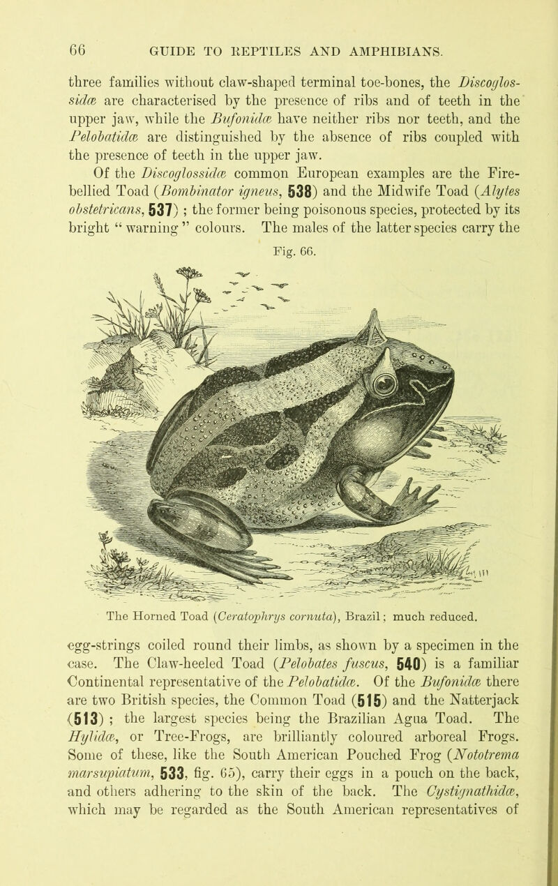 three families without claw-shapecl terminal toe-hones, the Discoglos- sidcz are characterised by the presence of ribs and of teeth in the upper jaw, while the Bufonidaz have neither ribs nor teeth, and the Pelobatidw are distinguished by the absence of ribs coupled with the presence of teeth in the upper jaw. Of the Discoglossidce common European examples are the Fire- bellied Toad (Bombinator igneus, 538) and the Midwife Toad (.Alytes obstetricans, 537) ; the former being poisonous species, protected by its bright “ warning ” colours. The males of the latter species carry the Fig. 66. The Horned Toad (Ceratophrys cornuta), Brazil ; much reduced. egg-strings coiled round their limbs, as shown by a specimen in the case. The Claw-heeled Toad (Pelobates fuscus, 540) is a familiar Continental representative of the Pelobatidm. Of the Bufonidw there are two British species, the Common Toad (515) and the Natterjack (513) ; the largest species being the Brazilian Agua Toad. The Hylidw, or Tree-Frogs, are brilliantly coloured arboreal Frogs. Some of these, like the South American Pouched Frog (Nototrema marsupiatum, 533, fig. 65), carry their eggs in a pouch on the back, and others adhering to the skin of the back. The Cystignathidm, which may be regarded as the South American representatives of