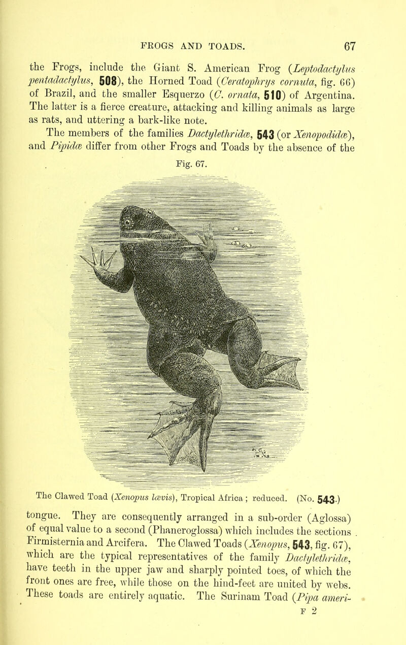 the Frogs, include the Giant S. American Frog (.Leptodactylus pentadactylus, 508), the Horned Toad (Geratophrys cornuta, fig. 66) of Brazil, and the smaller Esquerzo (G. ornata, 510) of Argentina. The latter is a fierce creature, attacking and killing animals as large as rats, and uttering a bark-like note. The members of the families Dactylethridce, 543 (or Xenopodidce), and Pipidce differ from other Frogs and Toads by the absence of the Fig. 67. The Clawed Toad (Xenopus Icevis), Tropical Africa ; reduced. (No. 543.) tongue. They are consequently arranged in a sub-order (Aglossa) of equal value to a second (Phaneroglossa) which includes the sections Firmisternia and Arcifera. The Clawed Toads {Xenopus, 543, fig. 67), which are the typical representatives of the family Dactylethridce, have teeth in the upper jaw and sharply pointed toes, of which the front ones are free, while those on the hind-feet are united by webs. These toads are entirely aquatic. The Surinam Toad (Pipa ameri-