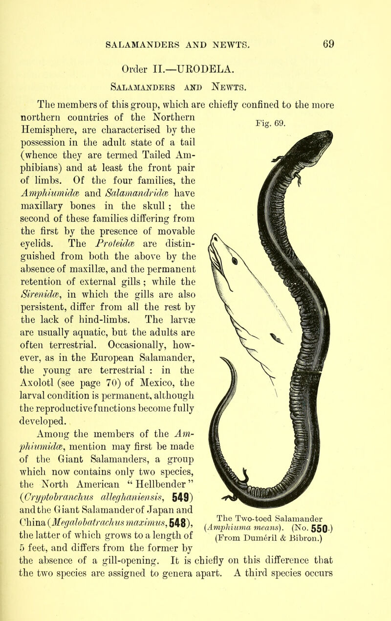 Order II.—URODELA. Fig. 69. Salamanders and Newts. The members of this group, which are chiefly confined to the more northern countries of the Northern Hemisphere, are characterised by the possession in the adult state of a tail (whence they are termed Tailed Am- phibians) and at least the front pair of limbs. Of the four families, the Amphiumidm and Salamandridm have maxillary bones in the skull ; the second of these families differing from the first by the presence of movable eyelids. The Proteidce, are distin- guished from both the above by the absence of maxillse, and the permanent retention of external gills; while the Sirenidce, in which the gills are also persistent, differ from all the rest by the lack of hind-limbs. The larvae are usually aquatic, but the adults are often terrestrial. Occasionally, how- ever, as in the European Salamander, the young are terrestrial : in the Axolotl (see page 70) of Mexico, the larval condition is permanent, although the reproductive functions become fully developed. Among the members of the Am- phiumidm, mention may first be made of the Giant Salamanders, a group which now contains only two species, the North American “ Hellbender ” (Cryptobr ambus alleghaniensis, 549) and the Giant Salamander of Japan and China (Megalobatrachus maximus, 548), the latter of which grows to a length of 5 feet, and differs from the former by the absence of a gill-opening. It is chiefly on this difference that the two species are assigned to genera apart. A third species occurs The Two-toed Salamander (Amphiuma means). (No. 550-) (From Dumeril & Bibron.)