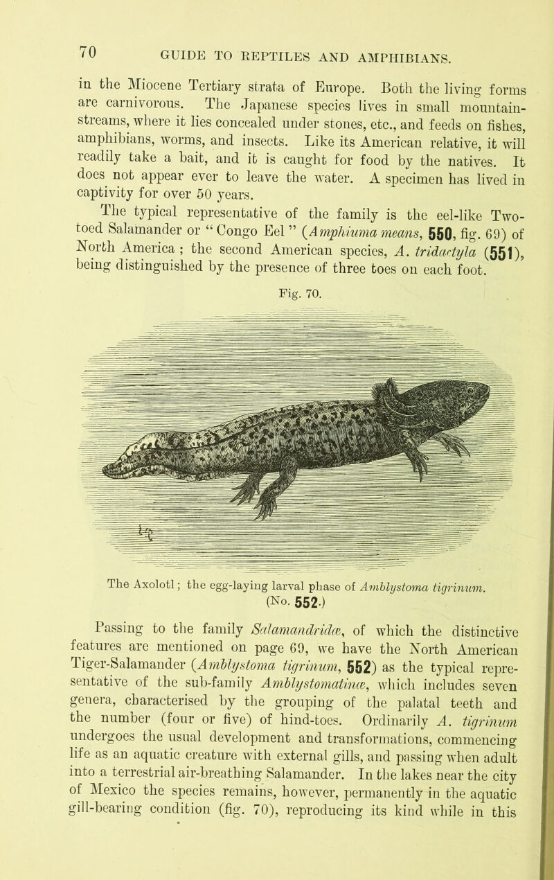 in the Miocene Tertiary strata of Europe. Both the living1 forms are carnivorous. The Japanese species lives in small mountain- streams, where it lies concealed under stones, etc., and feeds on fishes, amphibians, worms, and insects. Like its American relative, it will readily take a bait, and it is caught for food by the natives. It does not appear ever to leave the water. A specimen has lived in captivity for over 50 years. The typical representative of the family is the eel-like Two- toed Salamander or “ Congo Eel ” (Amphiuma means, 550, fig. 69) of North America ; the second American species, A. tridadyla (551), being distinguished by the presence of three toes on each foot. Fig. 70. The Axolotl; the egg-laying larval phase of Amblystoma tigrinum. (No. 552-) Passing to the family Salamandridce, of which the distinctive features are mentioned on page 69, we have the North American Tiger-Salamander (.Amblystoma tigrinum, 552) as the typical repre- sentative of the sub-family Amblystomatince, which includes seven genera, characterised by the grouping of the palatal teeth and the number (four or five) of hind-toes. Ordinarily A. tigrinum undergoes the usual development and transformations, commencing life as an aquatic creature with external gills, and passing when adult into a terrestrial air-breathing Salamander. In the lakes near the city of Mexico the species remains, however, permanently in the aquatic gill-bearing condition (fig. 70), reproducing its kind while in this