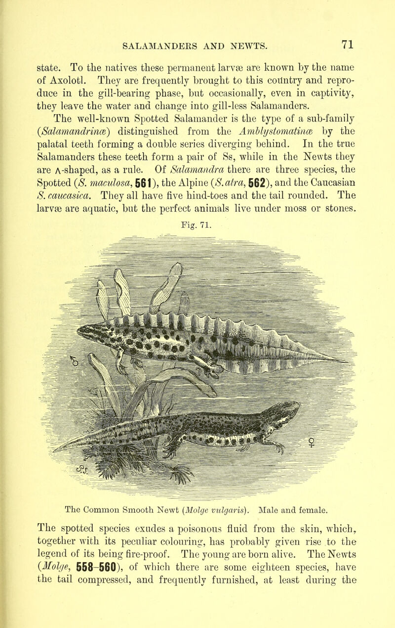 state. To the natives these permanent larvae are known by the name of Axolotl. They are frequently brought to this country and repro- duce in the gill-bearing phase, but occasionally, even in captivity, they leave the water and change into gill-less Salamanders. The well-known Spotted Salamander is the type of a sub-family {Salamandrince) distinguished from the Amblystomatince by the palatal teeth forming a double series diverging behind. In the true Salamanders these teeth form a pair of Ss, while in the Newts they are A-shaped, as a rule. Of Salamandra there are three species, the Spotted (S. maculosa, 561), the Alpine (S.atra, 562), and the Caucasian S. caucasica. They all have five hind-toes and the tail rounded. The larvae are aquatic, but the perfect animals live under moss or stones. Fig. 71. The Common Smooth Newt (Molge vulgaris). Male and female. The spotted species exudes a poisonous fluid from the skin, which, together with its peculiar colouring, has probably given rise to the legend of its being fire-proof. The young are born alive. The Newts {Molge, 558-560), of which there are some eighteen species, have the tail compressed, and frequently furnished, at least during the