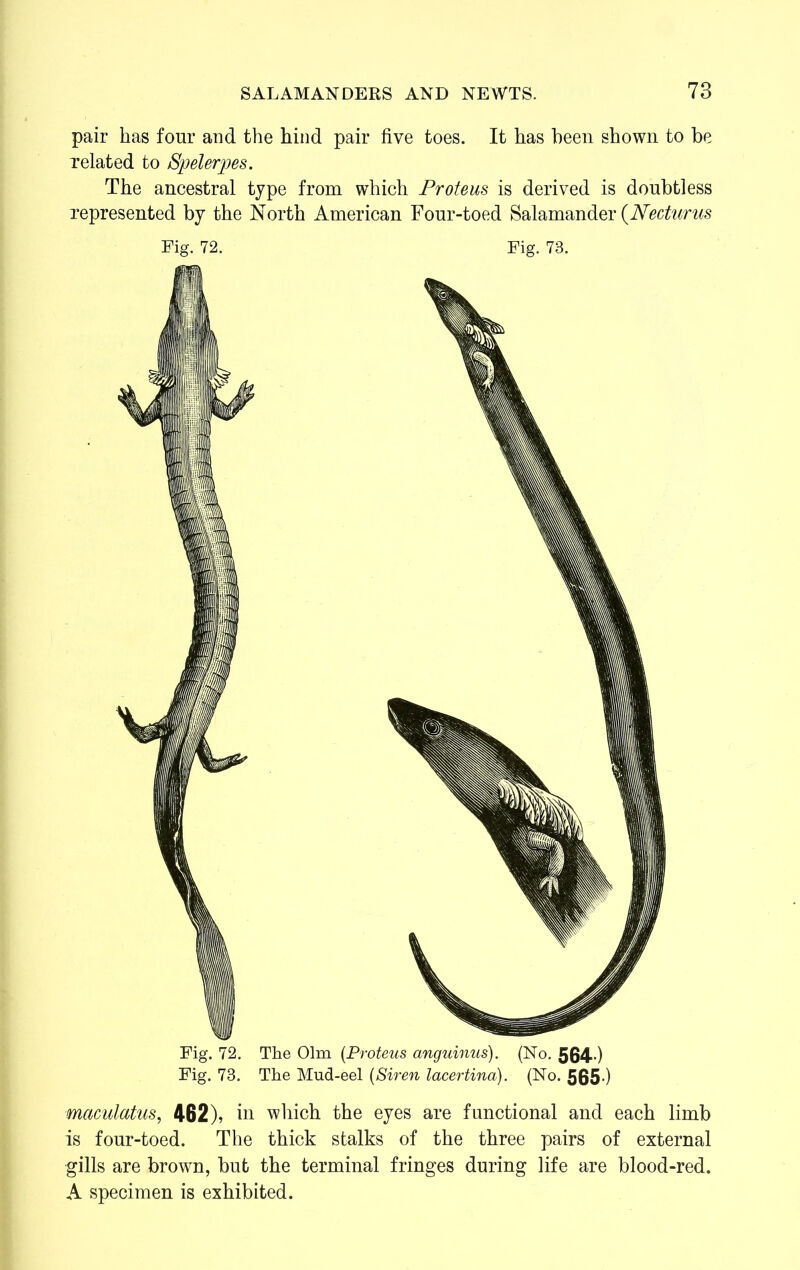 pair has four and the hind pair five toes. It has been shown to be related to Spelerpes. The ancestral type from which Proteus is derived is doubtless represented by the North American Four-toed Salamander {Necturus Fig. 72. Fig. 73. Fig. 72. The Olm [Proteus anguinus). (No. 564-) Fig. 73. The Mud-eel [Siren lacertina). (No. 565-) maculatus, 462), in which the eyes are functional and each limb is fonr-toed. The thick stalks of the three pairs of external gills are brown, but the terminal fringes during life are blood-red. A specimen is exhibited.