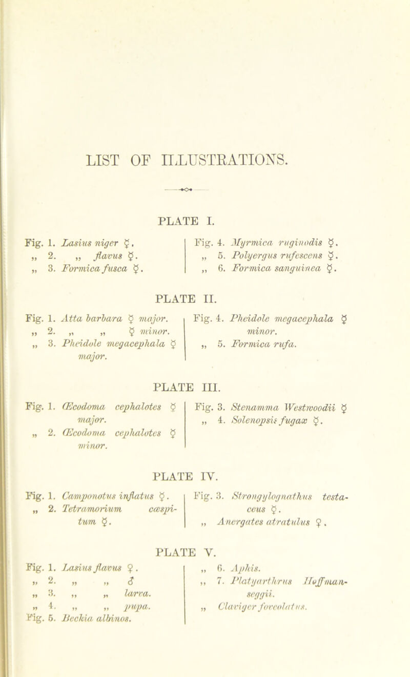 LIST OF ILLUSTRATIONS. Fig. 1. it ft 2. 3. Fig. 1. it a 2. 3. Fig. 1. Fig. 1. Fig. 1. „ 2. „ 8. „ 4. Fig. 6. -+o+ PLATE I. Zasius niger £. „ flaws §. Formica fusca $ • Fig. 4. Myrmica ruginodis $• „ 5. Poly erg us rufescens 5 • „ 6. Formica sanguinea 9 • PLATE II. Atta barbara $ major. Fig. 4. „ „ 9 minor. Pheidule mcgacepliala 9 „ 5. major. Pheidole mcgacepliala minor. Formica rufa. 5 PLATE III. CEcodoma ceplialotes 5 Fig. 3. Stenamma Westrvoodii 9 major. „ 4. Solenopsis fugax 9. CEcodoma ceplialotes § minor. PLATE IY. Camponotus inflatus 9. Tetramorium caispi- tvm §. Fig. 3. Strongylognatlms testa- ecus $. „ Anergates atratulus 9 . PLATE Y. Lasius flaws if ft ?• <? ,, „ larva. „ „ pupa, licckia albinos. „ 6. Aphis. ,, 7. Platyartlirus llojflnian- seggii. „ Clavigcr forcolaius.