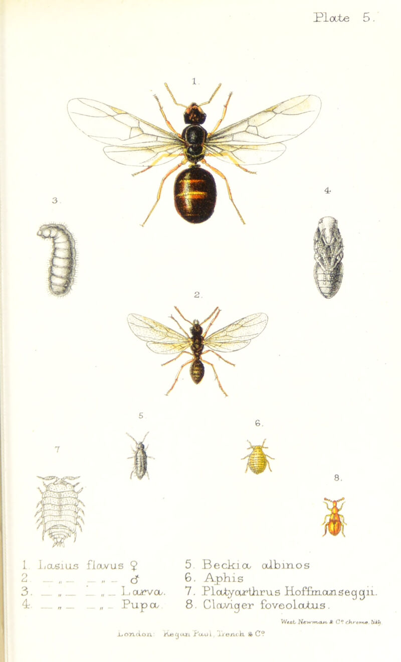 IK) C\ 1 IiGLSiUS o fiowus 9 ; df _ „ _ L ouevcv. _ „ _ Pupa/ 5 Becki a odbmos 6. Aphis 7. Platyarthrus Hoffmans eg gn. 8. Cla/viger foveolatus. X.ori(i.orL f^ecjLdi .Petal, xj'ojacb. ft C? W«*t N«wm<X>t. Jl (1? rJt*-o»n« tliJl