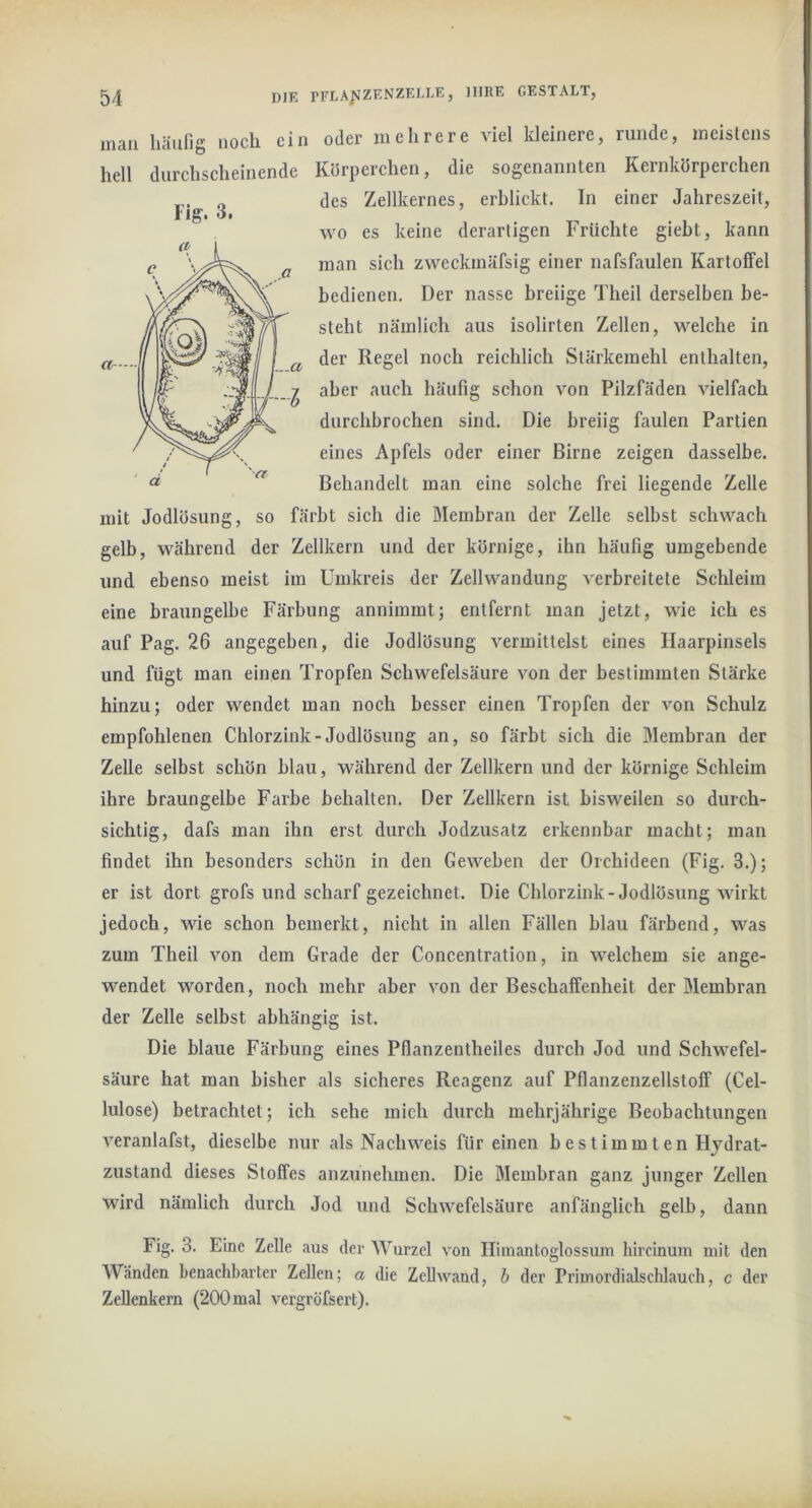 mau häiilig noch ein oder mehrere viel kleinere, runde, meistens hell durchscheinende Körperchen, die sogenannten Kernkörperchen des Zellkernes, erblickt. In einer Jahreszeit, wo es keine derartigen Früchte giebt, kann man sich zweckmäfsig einer nafsfaulen Kartoffel bedienen. Der nasse breiige Theil derselben be- steht nämlich aus isolirten Zellen, welche in der Regel noch reichlich Stärkemehl enthalten, aber auch häufig schon von Pilzfäden vielfach durchbrochen sind. Die breiig faulen Partien eines Apfels oder einer Birne zeigen dasselbe. Behandelt man eine solche frei liegende Zelle mit Jodlösung, so färbt sieh die ölembran der Zelle selbst schwach gelb, während der Zellkern und der körnige, ihn häufig umgebende und ebenso meist im Umkreis der Zellwandung verbreitete Schleim eine braungelbe Färbung annimmt; entfernt man jetzt, wie ich es auf Pag. 26 angegeben, die Jodlösung vermittelst eines Haarpinsels und fügt man einen Tropfen Schwefelsäure von der bestimmten Stärke hinzu; oder wendet man noch besser einen Tropfen der von Schulz empfohlenen Chlorzink-Jodlösung an, so färbt sich die Membran der Zelle selbst schön blau, während der Zellkern und der körnige Schleim ihre braungelbe Farbe behalten. Der Zellkern ist bisweilen so durch- sichtig, dafs man ihn erst durch Jodzusatz erkennbar macht; man findet ihn besonders schön in den Geweben der Orchideen (Fig. 3.); er ist dort grofs und scharf gezeichnet. Die Chlorzink-Jodlösung wirkt jedoeh, wie schon bemerkt, nicht in allen Fällen blau färbend, was zum Theil von dem Grade der Concentration, in welchem sie ange- wendet worden, noch mehr aber von der Beschaffenheit der Membran der Zelle selbst abhängig ist. Die blaue Färbung eines Pflanzentheiles durch Jod und Schwefel- säure hat man bisher als sicheres Reagenz auf Pflanzenzellstoff (Cel- lulose) betrachtet; ich sehe mich durch mehrjährige Beobachtungen veranlafst, dieselbe nur als Nachweis für einen bestimmten Hjdrat- zustand dieses Stoffes anzunehmen. Die Membran ganz junger Zellen wird nämlich durch Jod und Schwefelsäure anfänglich gelb, dann Fig. 3. Eine Zelle aus der Wurzel von Himantoglossum hircinum mit den Wänden benachbaiter Zellen; a die Zellwand, h der Primordialschlauch, c der Zellenkern (200mal vergröfsert).