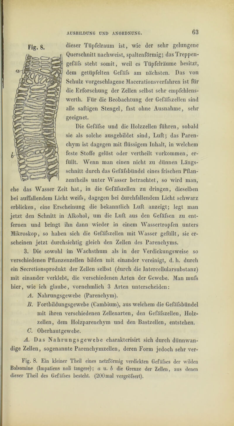dieser Tüpfelraum ist, wie der sehr gelungene Querschnitt nachweist, spaltenförmig; dasTreppen- gefäfs steht somit, weil es Tüpfelräume besitzt, dem getüpfelten Gefäfs am nächsten. Das von Schulz vorgeschlagene Macerationsverfahren ist für die Erforschung der Zellen selbst sehr empfehlens- werth. Für die Beobachtung der Gefäfszellen sind alle saftigen Stengel, fast ohne Ausnahme, sehr geeignet. Die Gefäfse und die Holzzellen führen, sobald sie als solche ausgebildet sind, Luft; das Paren- chym ist dagegen mit flüssigem Inhalt, in welchem feste Stoffe gelöst oder vertheilt Vorkommen, er- füllt. Wenn man einen nicht zu dünnen Längs- schnitt durch das Gefäfsbündel eines frischen Pflan- zentheils unter Wasser betrachtet, so wird man, ehe das Wasser Zeit hat, in die Gefäfszellen zu dringen, dieselben bei auffallendem Licht weifs, dagegen bei durchfallendem Licht schwarz erblicken, eine Erscheinung die bekanntlich Luft anzeigt; legt man jetzt den Schnitt in Alkohol, um die Luft aus den Gefäfsen zu ent- fernen und bringt ihn dann wieder in einem Wassertropfen unters Mikroskop, so haben sich die Gefäfszellen mit Wasser gefüllt, sie er- scheinen jetzt durchsichtig gleich den Zellen des Parenchyms. 3. Die sowohl im Wachsthum als in der Verdickungsweise so verschiedenen Pflanzenzellen bilden mit einander vereinigt, d. h. durch ein Secretionsprodukt der Zellen selbst (durch die Intercellularsubstanz) mit einander verklebt, die verschiedenen Arten der Gewebe. Man mufs hier, wie ich glaube, vornehmlich 3 Arten unterscheiden: A. Nahrungsgewebe (Parenchym). B. Fortbildungsgewebe (Cambium), aus welchem die Gefäfsbündel mit ihren verschiedenen Zellenarten, den Gefäfszellen, Holz- zellen, dem Holzparenchym und den Bastzellen, entstehen. C. Oberhautgewebe. A. Das Nahrungsgewebe charakterisirt sich durch dünnwan- dige Zellen, sogenannte Parenchymzellen, deren Form jedoch sehr ver- Fig. 8. Ein kleiner Theil eines netzförmig verdickten Gefäfses der wilden Balsamine (Impatiens noli tangere); a u. 5 die Grenze der Zellen, aus denen dieser Theil des Gefäfses besieht. (200 mal vergröfserl).