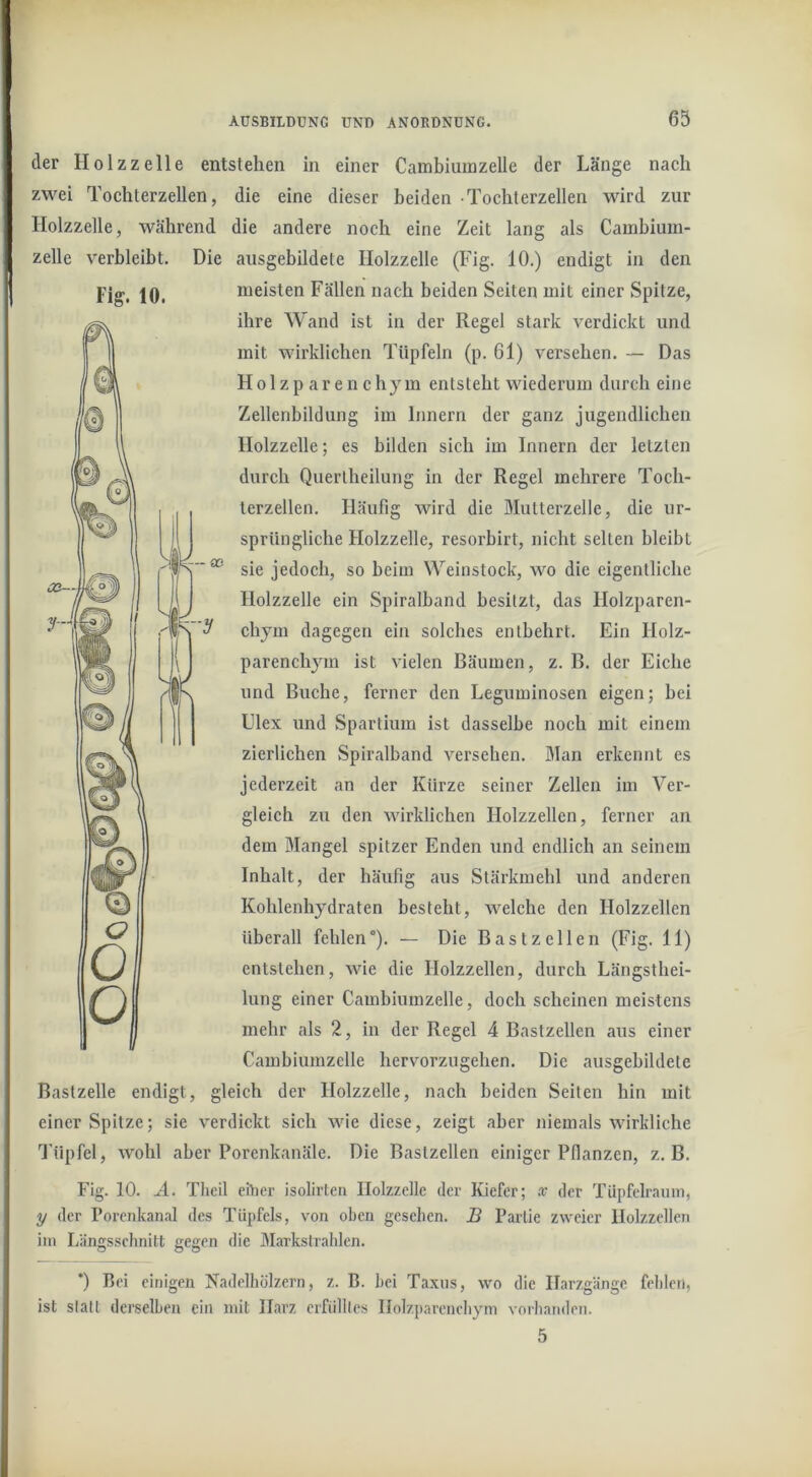 der Holzzelle entstehen in einer Cambiumzelle der Länge nach zwei Tochterzellen, die eine dieser beiden • Tochterzellen wird zur Holzzelle, während die andere noch eine Zeit lang als Cambium- zelle verbleibt. Die aiisgebildete Holzzelle (Fig. 10.) endigt in den Fig. 10. meisten Fällen nach beiden Seiten mit einer Spitze, ihre Wand ist in der Regel stark verdickt und mit wirklichen Tüpfeln (p. 61) versehen. — Das H 01 z p a r e n c hy m entsteht wiederum durch eine Zellenbildung im Innern der ganz jugendlichen Holzzelle; es bilden sich im Innern der letzten durch Quertheilung in der Regel mehrere Toch- terzellen. Häufig wird die Mutterzelle, die ur- sprüngliche Holzzelle, resorbirt, nicht selten bleibt sie jedoch, so beim Weinstock, wo die eigentliche Holzzelle ein Spiralband besitzt, das Holzparen- chym dagegen ein solches entbehrt. Ein Holz- parenchym ist vielen Bäumen, z. B. der Eiche und Buche, ferner den Leguminosen eigen; bei Ulex und Spartium ist dasselbe noch mit einem zierlichen Spiralband versehen. Man erkennt es jederzeit an der Kürze seiner Zellen im Ver- gleich zu den wirklichen Holzzellen, ferner an dem Mangel spitzer Enden xind endlich an seinem Inhalt, der häufig aus Stärkmehl und anderen Kohlenhydraten besteht, welche den Holzzellen überall fehlen“). — Die Bast zellen (Fig. 11) entstehen, wie die Holzzellen, durch Längsthei- lung einer Cambiumzelle, doch scheinen meistens mehr als 2, in der Regel 4 Bastzellen aus einer Cambiumzelle hervorzugehen. Die aiisgebildete Bastzelle endigt, gleich der Holzzelle, nach beiden Seilen hin mit einer Spitze; sie verdickt sich wie diese, zeigt aber niemals wirkliche Tüpfel, wohl aber Porenkanäle. Die Bastzellen einiger Pflanzen, z. B. Fig. 10. Ä. Tlieil einer isolirlen Holzzelle der Kiefer; x der TUpfelraum, y der Porenkanal des Tüpfels, von oben gesehen. B Partie zweier Ilolzzellen im Längsschnitt gegen die Markstrahlen. *) Bei einigen Nadelhölzern, z. B. hei Taxus, wo die Ilarzgängc fehlen, ist stall derselben ein mit Harz erfülltes Holzparenchym vorhanden. 5