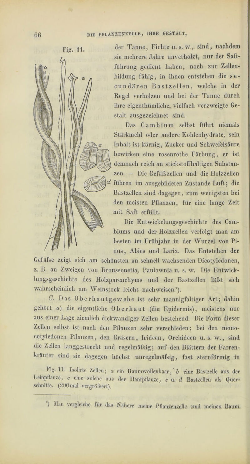Fig. 11. Gefäfse z. B. an der Tanne, Fichte u. s, w,, sind, nachdem sie mehrere Jahre unverholzt, nur der Saft- führiing gedient haben, noch zur Zellen- bildnng fähig, in ihnen entstehen die se- cnndären Bastzellen, welche in der Regel verholzen und bei der Tanne durch ihre eigenihümliche, vielfach verzweigte Ge- stalt ausgezeichnet sind. Das Cambium selbst führt niemals Stärkmehl oder andere Kohlenhydrate, sein Inhalt ist körnig, Zucker und Schwefelsäure bewirken eine rosenrothe Färbung, er ist demnach reich an stickstoffhaltigen Substan- zen. — Die Gefäfszellen und die Holzzellen ^ führen im ausgebildeten Zustande Luft; die Bastzellen sind dagegen, zum wenigsten bei den meisten Pflanzen, für eine lange Zeit mit Saft erfüllt. Die Entwickelungsgeschichte des Cam- biums und der Holzzellen verfolgt man am besten im Frühjahr in der Wurzel von Pi- nus, Ahies und Larix. Das Entstehen der zeigt sich am schönsten an schnell wachsenden Dicotyledonen, Zweigen von Broussonetia, Paulownia u. s. w. Die Entwick- lungsgeschichte des Holzparenchyms und der Bastzellen läfst sich Wahrscheinlich am Weinstock leicht nachweisen®). C. Das Oberhautgewebe ist sehr mannigfaltiger Art; dahin gehört a) die eigentliche Oberhaut (die Epidermis), meistens nur aus einer Lage ziemlich dickwandiger Zellen bestehend. Die Form dieser Zellen selbst ist nach den Pflanzen sehr verschieden; bei den mono- cotyledonen Pflanzen, den Gräsern, Irideen, Orchideen u. s. w., sind die Zellen langgestreckt und regelmäfsig; auf den Blättern der Farren- kräuter sind sie dagegen höchst unregelmäfsig, fast sternförmig in Fig. 11. Isolirle Zellen; a ein Baumwollenhaar,* & eine Baslzelle aus der Leinpflanze, c eine solche aus der Ilanfpflanze, e \i. d Bastzellen als Quer- schnitte. (200mal vergröfscrt). ) Man \crgleiche für das Ivahere meine Pflanzenzelle und meinen Baum.