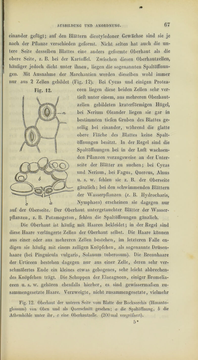 einander gefügt; auf den Blättern dicotyledoner Gewächse sind sie je nach der Pflanze A'erschieden geformt. Nicht selten hat auch die un- tere Seite desselben Blattes eine anders geformte Oberhaut als die obere Seite, z. B. bei der Kartoffel. Zwischen diesen Oberhautzellen, häufiger jedoch dicht unter ihnen, liegen die sogenannten Spaltüffnun- gen. Mit Ausnahme der Marchantien werden dieselben wohl immer nur aus 2 Zellen gebildet (Fig. 12). Bei Cycas und einigen Protea- ceen liegen diese beiden Zellen sehr ver- tieft unter einem, aus mehreren Oberhaut- zellen gebildeten kraterförmigen Hügel, bei Nerium Oleander liegen sie gar in bestimmten tiefen Gruben des Blattes ge- sellig bei einander, während die glatte obere Fläche des Blattes keine Spalt- öffnungen besitzt. In der Regel sind die Spaltöffnungen bei in der Luft wachsen- den Pflanzen vorzugsweise an der Unter- seite der Blätter zu suchen; bei Cycas und Nerium, bei Fagus, Quercus, Ainus u. s. w. fehlen sie z. B. der Oberseite gänzlich; bei den schwimmenden Blättern der Wasserpflanzen (z. B. Hydrocharis, Nymphaea) erscheinen sie dagegen nur auf der Oberseite. Der Oberhaut untergetauchter Blätter der Wasser- pflanzen, z. B. Potamogeton, fehlen die Spaltöffnungen gänzlich. Die Oberhaut ist häufig mit Haaren bekleidet; in der Regel sind diese Haare verlängerte Zellen der Oberhaut selbst. Die Haare können aus einer oder aus mehreren Zellen bestehen, im letzteren Falle en- digen sie häufig mit einem zelligen Knöpfehen, als sogenannte Drüsen- haare (bei Pinguicula vulgaris, Solanum tuberosum). Die Brennhaare der Urticeen bestehen dagegen nur aus einer Zelle, deren sehr ver- schmälertes Ende ein kleines etwas gebogenes, sehr leicht abbrechen- des Knöpfchen trägt. Die Schuppen der Elaeagneen, einiger Bromella- ceen u. s. w. gehören ebenfalls hierher, es sind gewissermafsen zu- sammengesetzte Haare. Verzweigte, nicht zusammengesetzte, vielmehr Fig. 12. Oberhaut der unteren Seite vom Blatte der Bocksorchis (Ilimanto- glossum) von Oben und als Querschnitt gesehen; a die Spaltöffnung, h die Athenihölde unter ihr, c eine Oberhautzelle. (200mal vergröfscrl). 5* Fig. 12.