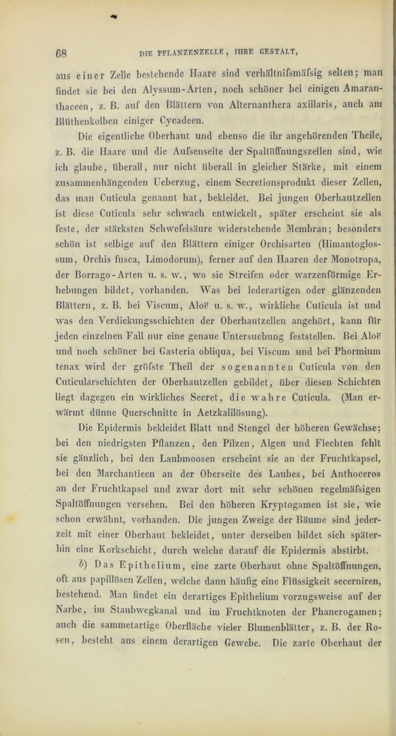 aus einer Zelle bestehende Haare sind verhältnifsmäfsig seilen; man findet sie bei den Alyssuin-Arten, noch schöner bei einigen Amaran- ihaceen, z. B. auf den Blättern von Alternanthera axillaris, auch am Blüthenkolben einiger Cycadeen. Die eigentliche Oberhaut und ebenso die ihr angehörenden Theile, z, B. die Haare und die Aufsenseite der Spaltöffnungszellen sind, wie ich glaube, überall, nur nicht überall in gleicher Stärke, mit einem zusammenhängenden Ueberzug, einem Secretionsprodukt dieser Zellen, das man Cuticula genannt hat, bekleidet. Bei jungen Oberhautzellen ist diese Cuticula sehr schwach entwickelt, später erscheint sie als feste, der stärksten Schwefelsäure widerstehende Membran; besonders schön ist selbige auf den Blättern einiger Orchisarten (Himantoglos- sum, Orchis fusca, Limodorum), ferner auf den Haaren der Monolropa, der Borrago-Arten u. s. w., wo sie Streifen oder warzenförmige Er- hebungen bildet, vorhanden. Was bei lederartigen oder glänzenden Blättern, z. B. bei Viscum, Aloö u, s. w., wirkliche Cuticula ist und was den Verdickungsschichten der Oberhautzellen angehört, kann für jeden einzelnen Fall nur eine genaue Untersuchung feststellen. Bei Aloe und noch schöner bei Gasteria obliqua, bei Viscum und bei Phormium tenax wird der gröfste Theil der sogenannten Cuticula von den Cuticularschichten der Oberhautzellen gebildet, über diesen Schichten liegt dagegen ein wirkliches Secret, die wahre Cuticula. (Man er- wärmt dünne Querschnitte in Aetzkalilösung). Die Epidermis bekleidet Blatt und Stengel der höheren Gewächse; bei den niedrigsten Pflanzen, den Pilzen, Algen und Flechten fehlt sie gänzlich, bei den Laubmoosen erscheint sie an der Fruchtkapsel, bei den Marchantieen an der Oberseite des Laubes, bei Anthoceros an der Fruchtkapsel und zwar dort mit sehr schönen regelmäfsigen Spaltöffnungen versehen. Bei den höheren Kryptogamen ist sie, wie schon erwähnt, vorhanden. Die jungen Zweige der Bäume sind jeder- zeit mit einer Oberhaut bekleidet, unter derselben bildet sich später- hin eine Korkschicht, durch welche darauf die Epidermis abstirbt. h) Das Epitheli um, eine zarte Oberhaut ohne Spaltöffnungen, oft aus papillösen Zellen, welche dann häufig eine Flüssigkeit secerniren, bestehend. Man findet ein derartiges Epithelium vorzugsweise auf der Narbe, im Staubwegkanal und im Fruchtknoten der Phanerogamen; auch die sammetartige Oberfläche vieler Blumenblätter, z. B. der Ro- sen, besteht aus einem derartigen Gewebe, Die zarte Oberhaut der