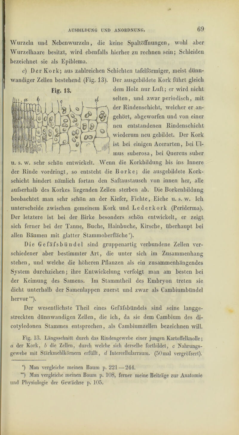 Wurzeln und Nebenwurzeln, die keine Spaltöffnungen, wolil aber \Vurzelhaare besitzt, wird ebenfalls hierher zu rechnen sein; Schleiden bezeichnet sie als Epibleina. c) Der Kork; aus zahlreichen Schichten tafelförmiger, meist dünn- wandiger Zellen bestehend (Fig. 13). Der ausgebildele Kork führt gleich 13^ dem Holz nur Luft; er wird nicht selten, und zwar periodisch, mit der Rindensehicht, welcher er an- gehört, abgeworfen und von einer neu entstandenen Rindenschicht wiederum neu gebildet. Der Kork ist bei einigen Acerarten, bei Ul- mus suberosa, bei Quercus suber u. s. w. sehr schön entwickelt. Wenn die Korkbildung bis ins Innere der Rinde vordringt, so entsteht die Borke; die ausgebildete Kork- schicht hindert nämlich fortan den Saftaustausch von innen her, alle aufserhalb des Korkes liegenden Zellen sterben ab. Die Borkenbildung beobachtet man sehr schön an der Kiefer, Fichte, Eiehe u. s. w. Ich unterscheide zwischen gemeinem Kork und Lederkork (Periderma). Der letztere ist bei der Birke besonders schön entwickelt, er zeigt sieh ferner bei der Tanne, Buche, Hainbuche, Kirsche, überhaupt bei allen Bäumen mit glatter Slammoberfläche'). Die Gefäfsbündel sind gruppenarlig verbundene Zellen ver- schiedener aber bestimmter Art, die unter sich im Zusammenhang stehen, und welche die höheren Pflanzen als ein zusammenhängendes System durchziehen; ihre Entwickelung verfolgt man am besten bei der Keimung des Samens. Im Stammlheil des Embryon treten sie dicht unterhalb der Samenlappen zuerst und zwar als Cambiumbündel hervor”). Der wesentlichste Theil eines Gefäfsbündels sind seine langge- streckten dünnwandigen Zellen, die ich, da sie dem Cambium des di- cotyledonen Stammes entsprechen, als Cambiumzellen bezeichnen will. Fig. 13. Längsschnitt durch das Rindengewebe einer jungen Kartoffelknolle; a der Kork, b die Zellen, durch welche sich derselbe fortbildet, c Nahrungs- gewebe mit Stärkmehlkörnern erfüllt, d Inlercellidarraum. (50mal vergröfsert). *) Man vergleiche meinen Baum p. 221—244. **) lUan vergleiche meinen Baiun p. 108, ferner meine Beiträge zur Anatomie und Physiologie der Gewächse p. 105.