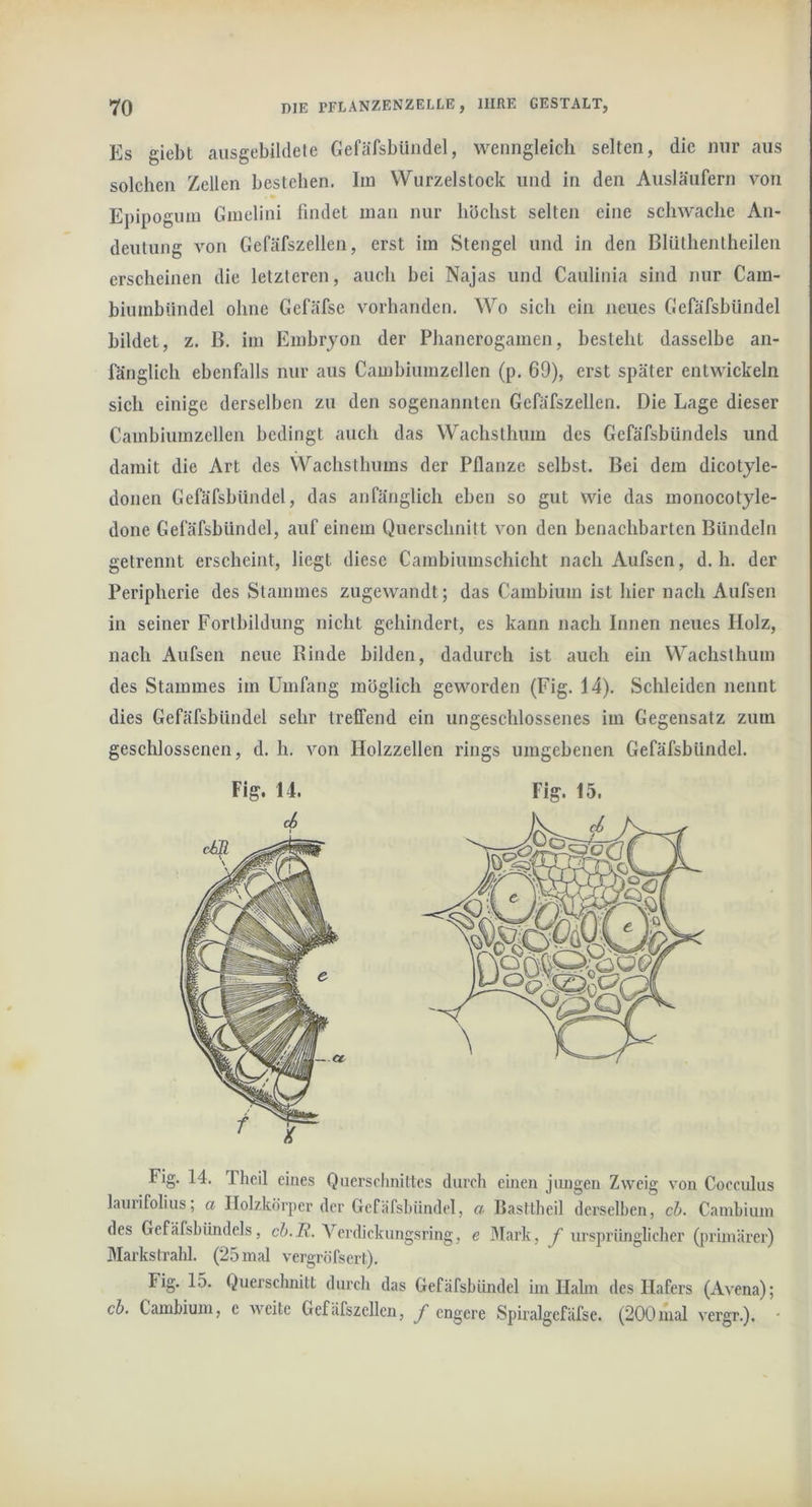 Es giebt ausgebildete Gefäfsbiindel, wenngleich selten, die nur aus solchen Zellen bestehen. Iin VVurzelstock und in den Ausläufern von Epipogum Gmelini findet inan nur höchst selten eine schwache An- deutung von Gefäfszellen, erst im Stengel und in den BlUthentheilen erscheinen die letzteren, auch bei Najas und Caulinia sind nur Cam- biumbündel ohne Gcfäfse vorhanden. Wo sich ein neues Gefäfsbiindel bildet, z. B. im Embryon der Phanerogamen, besteht dasselbe an- fänglich ebenfalls nur aus Cambiumzellen (p. 69), erst später entwickeln sich einige derselben zu den sogenannten Gefäfszellen. Die Lage dieser Cambiumzellen bedingt auch das Wachslhum des Gcfäfsbündels und damit die Art des Wachsthums der Pflanze selbst. Bei dem dicotyle- donen Gefäfsbiindel, das anfänglich eben so gut wie das monocotyle- done Gefäfsbiindel, auf einem Querschnitt von den benachbarten Bündeln getrennt erscheint, liegt diese Cambiumschicht nach Aufsen, d. h. der Peripherie des Stammes zugewandt; das Cambium ist hier nach Aufsen in seiner Fortbildung nicht gehindert, es kann nach Innen neues Holz, nach Aufsen neue Kinde bilden, dadurch ist auch ein Wachsthum des Stammes im Umfang möglich geworden (Fig. 14). Schleiden nennt dies Gefäfsbiindel sehr treffend ein ungeschlossenes im Gegensatz zum geschlossenen, d. h. von Holzzellen rings umgebenen Gefäfsbiindel. Fig. 14. Thcil eines Querschnittes durch einen jiuigen Zweig von Cocculus lamifolius; a Ilolzkörper der Gefäfsbiindel, a liasttheil derselben, ci. Cambium des Gefäfsbiindels, ci.i?. \mbckungsring, e Mark, f ursprünglicher (jirimäi’er) Markstrahl. (25 mal vergröfsert). Fig. 15. Querschnitt durch das Gefäfshiindel im Hahn des Hafers (Avena); ch. Cambium, e weite Gefäfszellen, f engere Spiralgefäfse. (200mal vergr.). - Fig. 14. ch