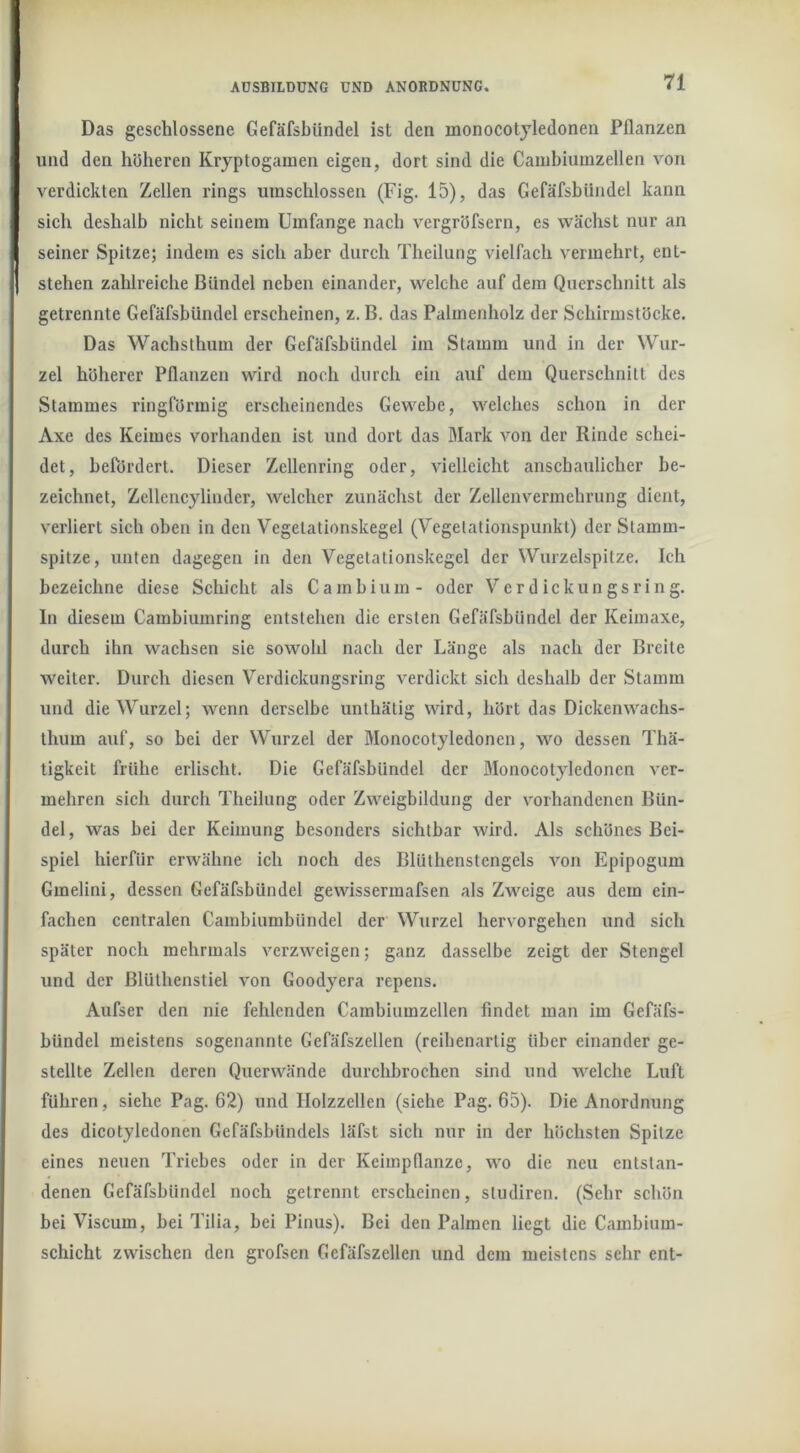 Das geschlossene Gefäfsbiindel ist den monocotjledonen Pflanzen und den höheren Kryptogamen eigen, dort sind die Canihiumzellen von verdickten Zellen rings umschlossen (Fig. 15), das Gefäfsbiindel kann sich deshalb nicht seinem Umfange nach vergröfsern, es wächst nur an seiner Spitze; indem es sich aber durch Theilung vielfach vermehrt, ent- stehen zahlreiche Bündel neben einander, welche auf dem Querschnitt als getrennte Gefäfsbündel erscheinen, z. B. das Palinenholz der Schirmstöcke. Das Wachsthum der Gefäfsbiindel im Stamm und in der Wur- zel höherer Pflanzen wird noch durch ein auf dem Querschnitt des Stammes ringförmig erscheinendes Gewebe, welches schon in der Axe des Keimes vorhanden ist und dort das Mark von der Rinde schei- det, befördert. Dieser Zellenring oder, vielleicht anschaulicher be- zeichnet, Zcllencylinder, welcher zunächst der Zellenvermehrung dient, verliert sich oben in den Vegetationskegel (Vegetationspunkt) der Stamm- spitze, unten dagegen in den Vegetationskegel der Wurzelspitze. Ich bezeichne diese Schicht als Cambium- oder Verdickungsring, ln diesem Cambiumring entstehen die ersten Gefäfsbündel der Keimaxe, durch ihn wachsen sie sowohl nach der Länge als nach der Breite weiter. Durch diesen Verdickungsring verdickt sich deshalb der Stamm und die Wurzel; wenn derselbe unthätig wird, hört das Dickenwachs- thum auf, so bei der Wurzel der Monocotyledonen, wo dessen Thä- ligkeit frühe erlischt. Die Gefäfsbündel der Monocotyledonen ver- mehren sich durch Theilung oder Zweigbildung der vorhandenen Bün- del, was hei der Keimung besonders sichtbar wird. Als schönes Bei- spiel hierfür erwähne ich noch des Blüthenstcngels A^on Epipogum Gmelini, dessen Gefäfsbündel gewissermafsen als Zweige aus dem ein- fachen centralen Cambiumbündel der Wurzel hervorgehen und sich später noch mehrmals verzweigen; ganz dasselbe zeigt der Stengel und der ßlüthenstiel von Goodyera repens. Aufser den nie fehlenden Cambiumzellen findet man im Gefäfs- bündel meistens sogenannte Gefäfszellen (reihenartig über einander ge- stellte Zellen deren Querwände durchbrochen sind und welche Luft führen, siehe Pag. 62) und Ilolzzellen (siehe Pag. 65). Die Anordnung des dicotyledonen Gefäfsbündels läfst sich nur in der höchsten Spitze eines neuen Triebes oder in der Keimpflanze, wo die neu entstan- denen Gefäfsbündel noch getrennt erscheinen, studiren. (Sehr schön bei Viscum, hei Tilia, bei Pinus). Bei den Palmen liegt die Cambium- schicht zwischen den grofsen Gefäfszellen und dem meistens sehr ent-