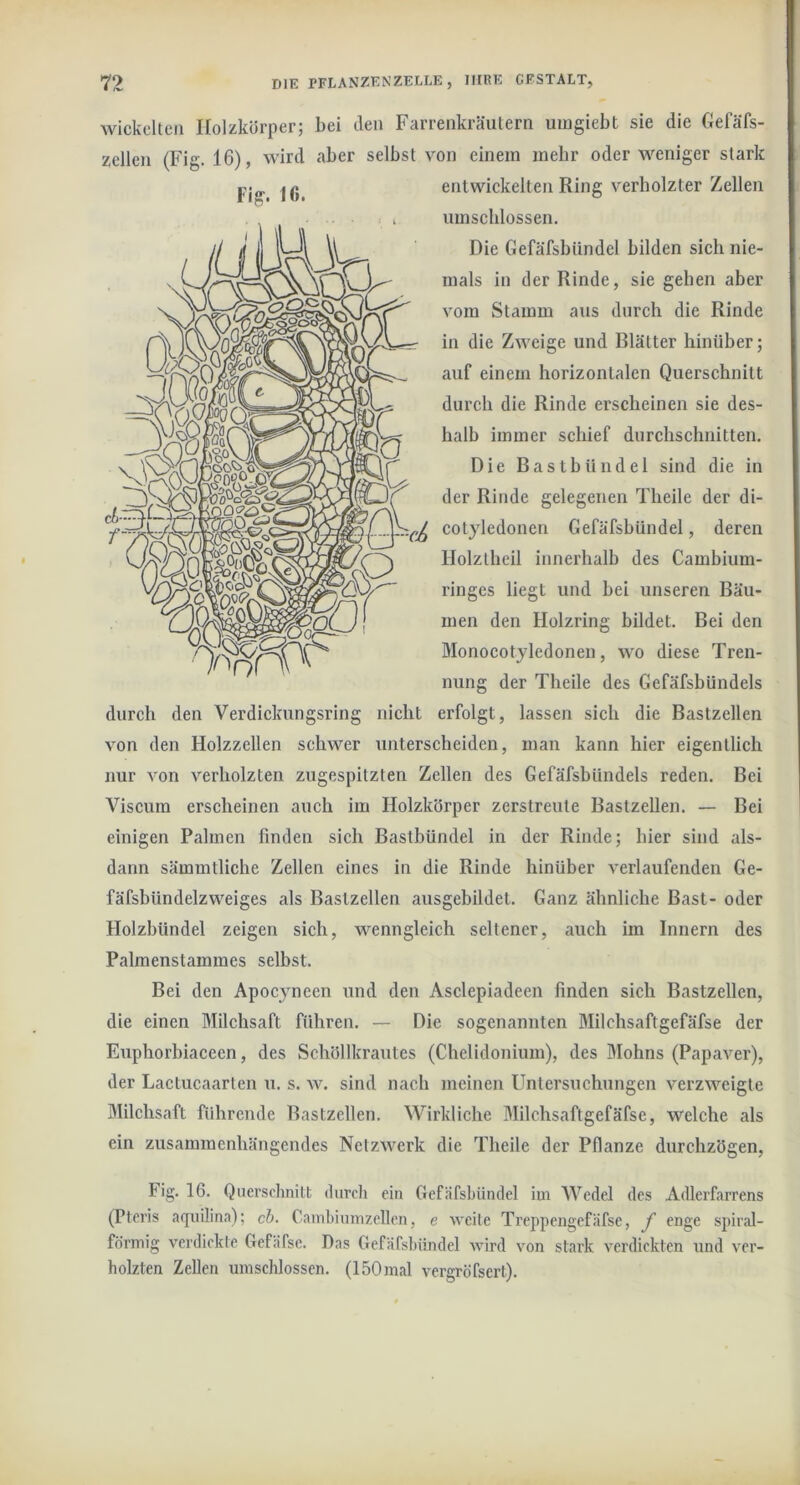 wickelten Holzkörper; bei den Farrenkräiitern uiugiebt sie die Gefäfs- zellen (Fig. 16), wird aber selbst von einem mehr oder weniger stark entwickelten Ring verholzter Zellen umschlossen. Die Gefäfsbündel bilden sich nie- mals in der Rinde, sie geben aber vom Stamm aus durch die Rinde in die Zweige und Blätter hinüber; auf einem horizontalen Querschnitt durch die Rinde erscheinen sie des- halb immer schief durchschnitten. Die Bastbündel sind die in der Rinde gelegenen Theile der di- cotyledonen Gefäfsbündel, deren Holzlheil innerhalb des Cambium- ringes liegt und bei unseren Bäu- men den Holzring bildet. Bei den Monocotjledonen, wo diese Tren- nung der Theile des Gefäfsbündels durch den Verdickungsring nicht erfolgt, lassen sich die Bastzellen von den Holzzellen schwer unterscheiden, man kann hier eigentlich nur von verholzten zugespitzten Zellen des Gefäfsbündels reden. Bei Viscum erscheinen auch im Holzkörper zerstreute Bastzellen. — Bei einigen Palmen finden sich Bastbündel in der Rinde; hier sind als- dann sämmtliche Zellen eines in die Rinde hinüber verlaufenden Ge- fäfsbündelzweiges als Bastzellen ausgebildet. Ganz ähnliche Bast- oder Holzbündel zeigen sich, wenngleich seltener, auch im Innern des Palmenstammes selbst. Bei den Apocyneen und den Asclepiadeen finden sich Bastzellen, die einen Milchsaft führen. — Die sogenannten Milchsaftgefäfse der Euphorbiaceen, des Schöllkrautes (Chelidonium), des Mohns (Papaver), der Lactucaarten u. s. w. sind nach meinen Untersuchungen verzweigte Milchsaft führende Bastzellen. Wirkliche Milchsaftgefäfse, welche als ein zusammenhängendes Netzwerk die Theile der Pflanze durchzögen, Fig. 16. Quei’sohnilt durch ein Gefäfsbündel im Wedel des Adlerfarrens (Pteris aquilina); cb. Cambiumzellen, e weite Treppengefäfse, f enge spiral- förmig verdickte Gefäfse. Das Gefäfsliündel wird von stark verdickten und ver- holzten Zellen umschlossen. (ISOmal vergröfsert).