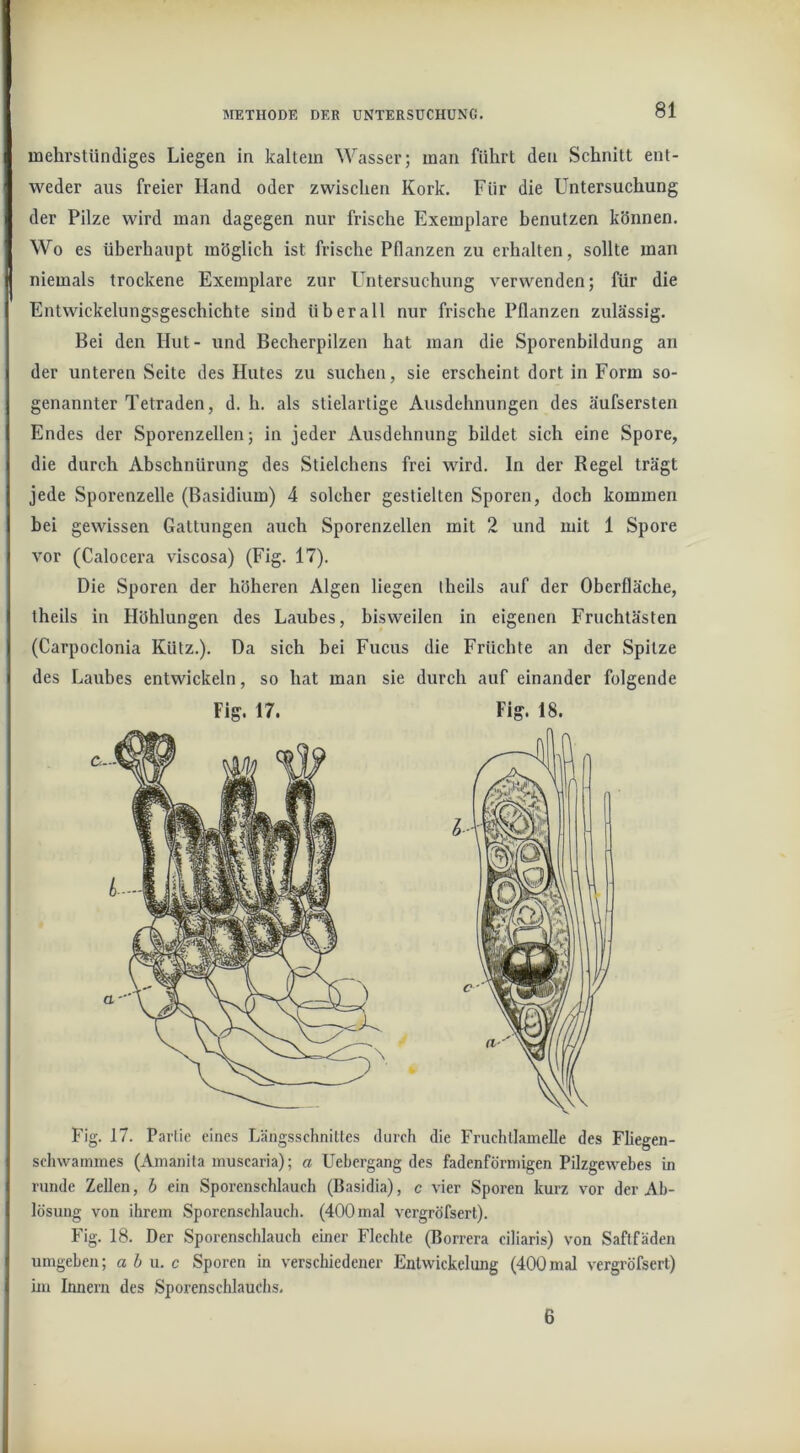 mehrstündiges Liegen in kaltem Wasser; man führt den Schnitt ent- weder aus freier Hand oder zwischen Kork. Für die Untersuchung der Pilze wird man dagegen nur frische Exemplare benutzen können. Wo es überhaupt möglich ist frische Pflanzen zu erhalten, sollte man niemals trockene Exemplare zur Untersuchung verwenden; für die Entwickelungsgeschichte sind überall nur frische Pflanzen zulässig. Bei den Hut- und Becherpilzen hat man die Sporenbildung an der unteren Seite des Hutes zu suchen, sie erscheint dort in Form so- genannter Tetraden, d. h. als stielartige Ausdehnungen des äufsersten Endes der Sporenzellen; in jeder Ausdehnung bildet sich eine Spore, die durch Abschnürung des Stielchens frei wird, ln der Regel trägt jede Sporenzelle (Basidium) 4 solcher gestielten Sporen, doch kommen bei gewissen Gattungen auch Sporenzellen mit 2 und mit 1 Spore vor (Calocera viscosa) (Fig. 17). Die Sporen der höheren Algen liegen iheils auf der Oberfläche, theils in Höhlungen des Laubes, bisweilen in eigenen Fruchtästen (Carpoclonia Kütz.). Da sich bei Fucus die Früchte an der Spitze des Laubes entwickeln, so hat man sie durch auf einander folgende Fig. 17. Fig. 18. Fig. 17. Partie eines Längsschnittes durch die Fruchtlamelle des Fliegen- schwammes (Amanita muscaria); a Uebergang des fadenförmigen Pilzgewebes in runde Zellen, b ein Sporenschlauch (Basidia), c vier Sporen kurz vor der Ab- lösung von ihrem Sporenschlauch. (400 mal vergröfsert). Fig. 18. Der Sporenschlauch einer Flechte (Borrera ciliaris) von Saftfäden umgeben; ah \i. c Sporen in verschiedener Entwickelung (400mal vergröfsert) im Innern des Sporenschlauchs, 6