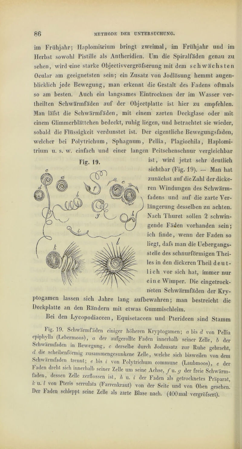 im Frühjahr; Ilaplomita’imn bringt zweimal, im Frühjahr und im Herbst sowohl Pistille als Anlheridien. Um die Spiralfäden genau zu sehen, wird^ine starke Objectivvergröfserung mit dem schwächsten Ocular am geeignetsten sein; ein Zusatz von Jodlösung hemmt augen- blicklich jede Bewegung, man erkennt die Gestalt des Fadens oftmals so am besten. Auch ein langsames Eintrocknen der im Wasser ver- theilten Schwärmfäden auf der Objectplalte ist hier zu empfehlen. Man läfst die Schwärmfäden, mit einem zarten Deckglase oder mit einem Glimmerblättchen bedeckt, ruhig liegen, und betrachtet sie wieder, sobald die Flüssigkeit verdunstet ist. Der eigentliche Bewegungsfaden, welcher hei Polytrichum, Sphagnum, Pellia, Plagiochila, Haplomi- trium u. s. w. einfaeh und einer langen Peitschenschnur vergleichbar ist, wird jetzt sehr deutlich sichtbar (Fig. 19). — Man hat zunächst auf die Zahl der dicke- ren Windungen des Schwärm- fadens und auf die zarte Ver- längerung desselben zu achten. Nach Thuret sollen 2 schwin- gende Fäden vorhanden sein; ich finde, wenn der Faden so liegt, dafs man die Uebergangs- slelle des schnurförmigen Thei- les in den dickerenTheil deut- lich vor sich hat, immer nur eine Wimper. Die eingetrock- neten Schwärmfäden der Kry- ptogamen lassen sieh Jahre lang aufbewahren; man bestreicht die Deckplatte an den Rändern mit etwas Gummischleim. Bei den Lycopodiaceen, Equisetaceen und Pterideen sind Stamm Fig. 19. Schwärmfäden einiger Jiöheren Kryptogamen; a bis d von Pellia epiphylla (Lebermoos), a der anfgeroUte Faden innerhalb seiner Zelle, h der Schwärmfäden in Bewegung, c derselbe durch Jodzusafz zur Ruhe gebracht, d die scheibenförmig zusammengesunkene Zelle, welche sich bisweilen von dem SVhwarmfaden trennt; e bis i von Polyti’ichum commune (Laubmoos), e der baden dreht sich innerhalb seiner Zelle um seine Achse, /u. g der freie Schwärm- faden, dessen Zelle zerflossen ist, ?i u. i der Faden als getroclmetes Präparat, k u. l von Pteris serrulala (Farrenkraut) von der Seite und von Oben gesehen Der Faden schleppt seine Zelle als zarte Blase nach. (400 mal vergröfsert).