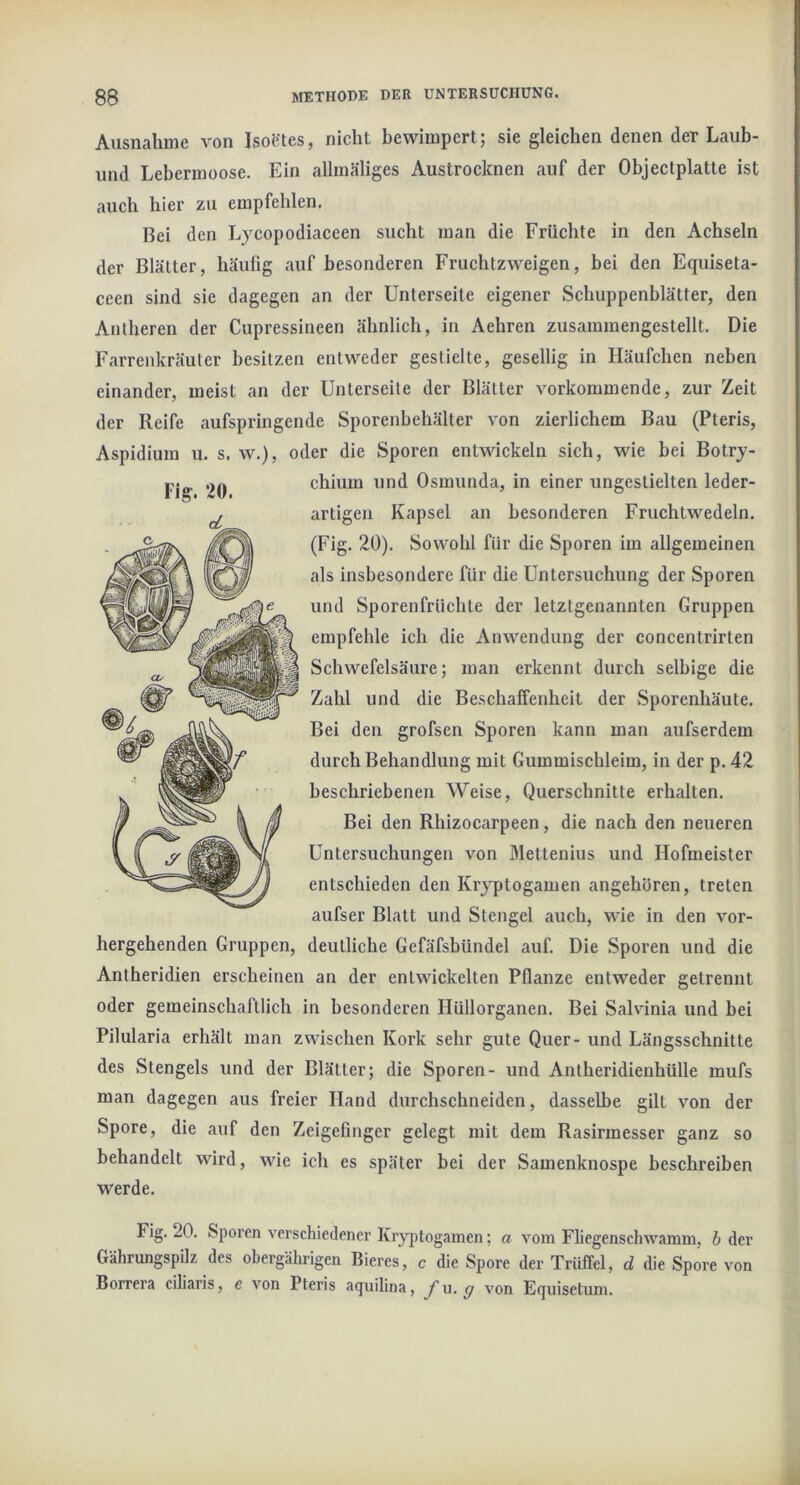 Ausnahme von Isoctes, nicht bewimpert; sie gleichen denen der Laub- imd Lebermoose. Ein allmäliges Austrocknen auf der Objectplatte ist auch hier zu empfehlen. Bei den Lycopodiaceen sucht man die Früchte in den Achseln der Blätter, häufig auf besonderen Fruchtzweigen, bei den Equiseta- ceen sind sie dagegen an der Unterseite eigener Schuppenblätter, den Antheren der Cupressineen ähnlich, in Aehren zusammengestellt. Die Farrenkräuter besitzen entweder gestielte, gesellig in Häufchen neben einander, meist an der Unterseite der Blätter vorkommende, zur Zeit der Reife aufspringende Sporenbehälter von zierlichem Bau (Pteris, Aspidium u. s. w.), oder die Sporen entwickeln sich, wie bei Botry- hergehenden Gruppen, deutliche Gefäfsbündel auf. Die Sporen und die Anlheridien erscheinen an der entwickelten Pflanze entweder getrennt oder gemeinschaftlich in besonderen Hüllorganen. Bei Salvinia und bei Pilularia erhält man zwischen Kork sehr gute Quer- und Längsschnitte des Stengels und der Blätter; die Sporen- und Antheridienhülle mufs man dagegen aus freier Hand durchschneiden, dasselbe gilt von der Spore, die auf den Zeigefinger gelegt mit dem Rasirmesser ganz so behandelt wird, wie ich es später bei der Samenknospe beschreiben werde. Fig. 20. Sporen verschiedener Krjqitogamen; a vom Fliegenschwamm, h der GährungspUz des obergährigen Bieres, c die Spore der Trüffel, d die Spore von Borrera ciliaris, e von Pteris aquilina, f 'o, g von Equisetum. chium und Osmunda, in einer ungeslielten leder- artigen Kapsel an besonderen Fruchtwedeln. (Fig. 20). Sowohl für die Sporen im allgemeinen als insbesondere für die Untersuchung der Sporen und Sporenfriichte der letztgenannten Gruppen empfehle ich die Anwendung der concentrirten Schwefelsäure; man erkennt durch selbige die Zahl und die Beschaffenheit der Sporenhäute. Bei den grofsen Sporen kann man aufserdem durch Behandlung mit Gummischleim, in der p. 42 beschriebenen Weise, Querschnitte erhalten. Bei den Rhizocarpeen, die nach den neueren Untersuchungen von Mettenius und Hofmeister entschieden den Kryptogamen angehören, treten aufser Blatt und Stengel auch, wie in den vor-