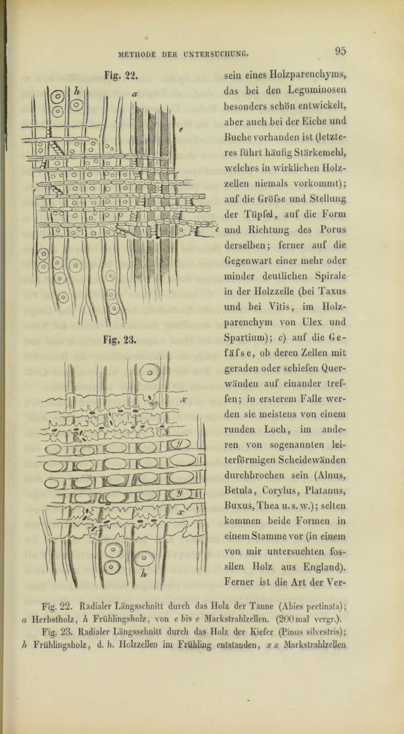 Fig. 22. Fig. 23. sein eines Holzparenchyms, das hei den Leguminosen besonders schön entwickelt, aber auch hei der Eiche und Buche vorhanden ist (letzte- res führt häuüg Stärkemehl, welches in wirklichen llolz- zellen niemals vorkommt); auf die Gröfse und Stellung der Tüpfel, auf die Form und Richtung des Porus derselben; ferner auf die Gegenwart einer mehr oder minder deutlichen Spirale in der Ilolzzelle (bei Taxus und bei Vilis, im llolz- parenchym von Clex und Spartium); c) auf die Ge- fäfs e, ob deren Zellen mit geraden oder schiefen Quer- wänden auf einander tref- fen; in ersterem Falle wer- den sie meistens von einem runden Loch, im ande- ren von sogenannten lei- terförmigen Scheidewänden durchbrochen sein (Ainus, Betula, Corylus, Platanus, Buxus, Thea u.s. w.); selten kommen beide Formen in einem Stamme vor (in einem A^on mir untersuchten fos- silen Holz aus England). Ferner ist die Art der Ver- Fig. 22. Radialer Längsschnitt durch das Holz der Tanne (Abies peclinala); a Ilerbstholz, h Frühlingsholz, von e bis e Markstrahlzellen. (200jnal vergr.). Fig. 23. Radialer Längsschnitt durch das Holz der Kiefer (Pimis silvestris); h Friildingsholz, d. h. HolzzeUen im FrühllDg entstanden, xx J^Iarkstrahlzellen