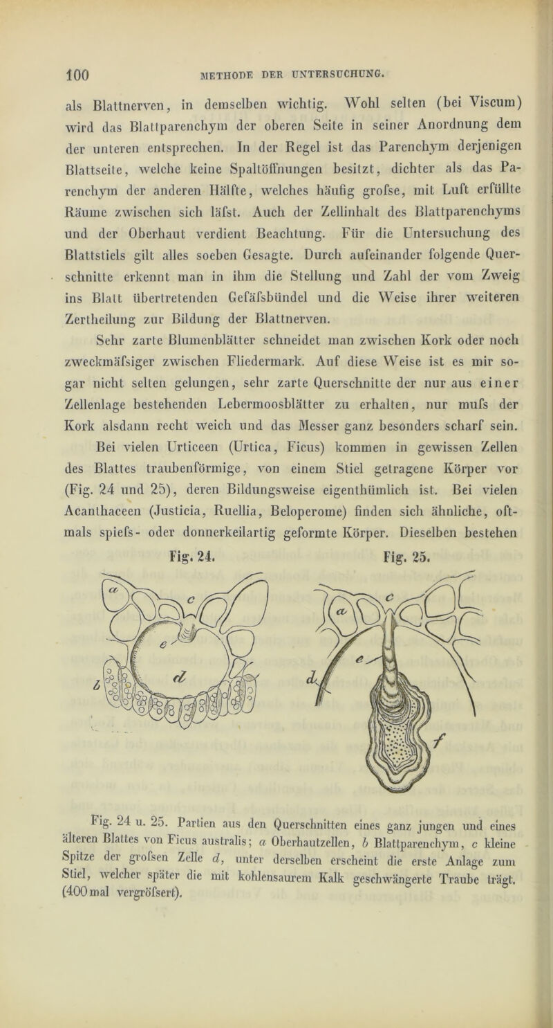 als Blattnerveii, in demselben wichtig. Wohl selten (bei Viscum) wird das Blattparenchym der oberen Seite in seiner Anordnung dem der unteren entsprechen. In der Regel ist das Parenchym derjenigen Blattseite, welche keine SpallöfFnungen besitzt, dichter als das Pa- renchym der anderen Hälfte, welches häufig grofse, mit Luft erfüllte Räume zwischen sich läfst. Auch der Zellinhalt des Blattparenchyms und der Oberhaut verdient Beachtung. Für die Untersuchung des Blattstiels gilt alles soeben Gesagte. Durch aufeinander folgende Quer- schnitte erkennt man in ihm die Stellung und Zahl der vom Zweig ins Blatt übertretenden Gefäfsbündel und die Weise ihrer weiteren Zertheilung zur Bildung der Blattnerven. Sehr zarte Blumenblätter schneidet man zwischen Kork oder noch zweckmäfsiger zwischen Fliedermark. Auf diese Weise ist es mir so- gar nicht selten gelungen, sehr zarte Querschnitte der nur aus einer Zellenlage bestehenden Lebermoosblätter zu erhalten, nur mufs der Kork alsdann recht weich und das Messer ganz besonders scharf sein. Bei vielen Urticeen (Urtica, Ficus) kommen in gewissen Zellen des Blattes traubenförmige, von einem Stiel getragene Körper vor (Fig. 24 und 25), deren Bildungsweise eigenthümlich ist. Bei vielen Acanlhaceen (Justicia, Ruellia, Beloperome) finden sich ähnliche, oft- mals spiefs- oder donnerkeilartig geformte Körper. Dieselben bestehen Fig. 24. Fig. 25. Fig. 24 u. 25. Partien aus den Querschnitten eines ganz jungen und eines älteren Blattes von Ficus australis; a Oberhautzellen, h Blattparenchym, c kleine Spitze der grofsen Zelle d, unter derselben erscheint die erste Anlage zum Stiel, welcher später die mit kohlensaurem Kalk geschwängerte Traube trägt. (400 mal vergröfsert).