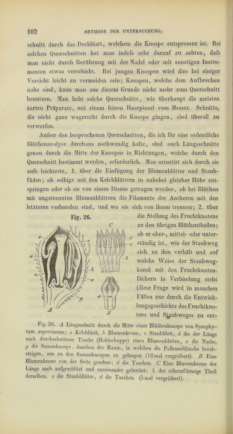 schnitt durch das Deckblatt, welchem die Knospe entsprossen ist. Bei solchen Querschnitten hat man indefs sehr darauf zu achten, dafs man nicht durch Berührung mit der Nadel oder mit sonstigen Instru- menten etwas verschiebt. Bei jungen Knospen wird dies bei einiger Vorsicht leicht zu vermeiden sein; Knospen, welche dem Aufbrechen nahe sind, kann man aus diesem Grunde nicht mehr zum Querschnitt benutzen. Man hebt solche Querschnitte, wie überhaupt die meisten zarten Präparate, mit einem feinen Haarpinsel vom Messer. Schnitte, die nicht ganz wagerecht durch die Knospe gingen, sind überall zu verwerfen. Aufser den besprochenen Querschnitten, die ich für eine ordentliche ßlüthenanalyse durchaus nolhwendig halte, sind auch Längsschnitte genau durch die Mitte der Knospen in Richtungen, welche durch den Querschnitt bestimmt werden, erforderlich. Man orientirt sich durch sie aufs leichteste, 1. über die Einfügung der Blumenblätter und Staub- fäden ; ob selbige mit den Kelchblättern in nahebei gleicher Höhe ent- springen oder ob sie von einem Discus getragen werden, ob bei Blüthen mit ungetrennten Blumenblättern die Filamente der Antheren mit den letzteren verbunden sind, und wo sie sich von ihnen trennen; 2. über Fig. 26. die Stellung des Fruchtknotens zu den übrigen Blüthentheilen; ob er ober-, mittel- oder unter- ständig ist, wie der Staubweg sich zu ihm verhält und auf welche Weise der Staubweg- kanal mit den Fruchtknoten- fächern in Verbindung steht (diese Frage wird in manchen Fällen nur durch die Entwick- lungsgeschichte des Fruchtkno- tens und S^^ubweges zu ent- Fig. 26. A Längsschnitt durch die Bütte einer Blüthenknospe von Syinphy- tum asperrimum; a Kelchblatt, b Blumenkrone, c Staubblatt, d die der Länge nach durchschnittene Tasche (Ilohlschuppe) eines Blumenblattes, s die Narbe, f/ die Samenknospe, daneben der Raum, in welchen die Pollenschläuche herab- steigen, um zu den Samenknospen zu gelangen (16 mal vergi-öfsert), B Eine Blumenkrone von der Seite gesehen; d die Taschen. C Eine Blumenki-one der Länge nach aufgeschhtzt und auseinander gebreitet; b der röhrenförmige Theil derselben, c die Staubblätter, d die Taschen. (5mal vergröfsert).