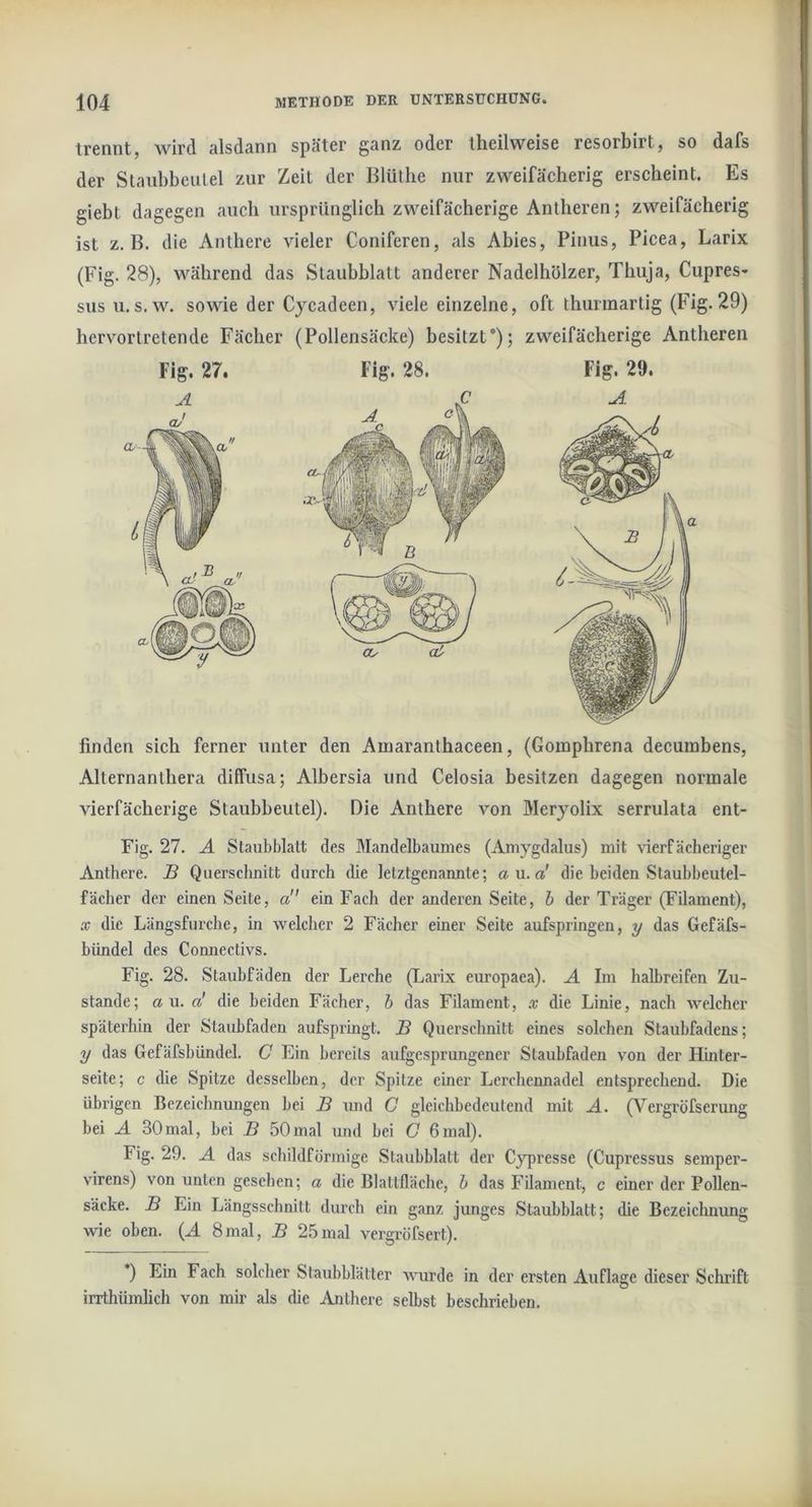 trennt, wird alsdann später ganz oder iheilweise resorbirt, so dafs der Staubbeulel zur Zeit der Blütlie nur zweifächerig erscheint. Es giebt dagegen auch ursprünglich zweifächerige Antheren; zweifächerig ist z. B. die Anthere vieler Coniferen, als Abies, Pinus, Picea, Larix (Fig. 28), während das Staubblatt anderer Nadelhölzer, Thuja, Cupres- sus u.s. w. sowie der Cycadeen, viele einzelne, oft thuruaartig (Fig.29) hervortretende Fächer (Pollensäcke) besitzt); zweifächerige Antheren Fig. 27. Fig. 28. Fig. 29. finden sich ferner unter den Amaranthaceen, (Goinphrena decumbens, Alternanthera diffusa; Albersia und Celosia besitzen dagegen normale vierfächerige Staubbeutel). Die Anthere von Meryolix serrulata ent- Fig. 27. A Staubblatt des Mandelbaumes (Amygdalus) mit \aerfäclieriger Anthere. B Querschnitt durch die letztgenannte; au.a' die beiden Slaubbeutel- fächer der einen Seite, a ein Fach der anderen Seite, b der Träger (Filament), X die Längsfurche, in welcher 2 Fächer einer Seite aufspringen, y das Gefäfs- bündel des Connectivs. Fig. 28. Staubfäden der Lerche (Larix europaea). A Im halbreifen Zu- stande; au. a' die beiden Fächer, h das Filament, x die Linie, nach welcher späterhin der Staubfaden aufspringt. JB Querschnitt eines solchen Staubfadens; y das Gefäfsbündel. C Ein bereits aufgesprungener Staubfaden von der Hinter- seite; c die Spitze desselben, der Spitze einer Lerchennadel entsprechend. Die übrigen Bezeichnungen bei B mul C gleichbedeutend mit A. fV^ergröfserung bei A SOmal, bei B 50mal und bei G 6mal). Fig. 29. A das schildförmige Staubblatt der Cypresse (Cupressus semper- virens) von unten gesehen; a die Blatlfläche, h das Filament, c einer der Pollen- säcke. B Ein Längsschnitt durch ein ganz junges Staubblatt; die Bezeiclmung wie oben. {A 8mal, B 25mal vergröfsert). ) Ein Fach solcher Staubblätter wurde in der ersten Auflage dieser Schrift irrthiimlich von mir als die Anthere selbst beschrieben.