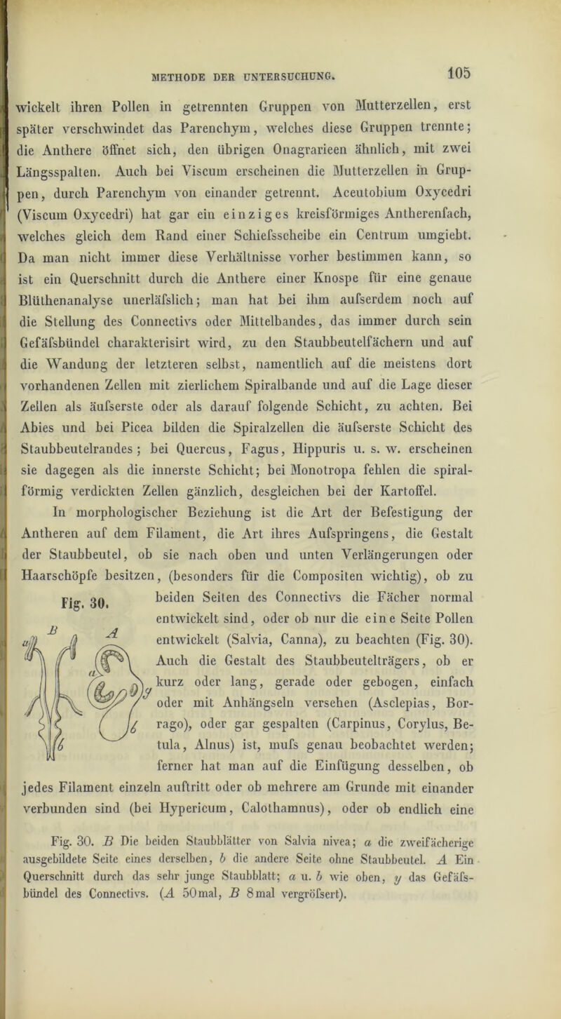 wickelt ihren Pollen in getrennten Gruppen von Mutterzellen, erst später verschwindet das Parenchym, welches diese Gruppen trennte; die Anthere öffnet sich, den übrigen Onagrarieen ähnlich, mit zwei Längsspalten. Auch bei Viscum erscheinen die Mutterzellen iii Grup- pen, durch Parenchym von einander getrennt. Aceutohium Oxycedri (Viscum Oxycedri) hat gar ein einziges kreisförmiges Antherenfach, welches gleich dem Rand einer Schiefsscheibe ein Centrum umgiebt. Da man nicht immer diese Verhältnisse vorher bestimmen kann, so ist ein Querschnitt durch die Anthere einer Knospe für eine genaue Blüthenanalyse unerläfslich; man hat bei ihm aufserdem noch auf die Stellung des Connectivs oder Mittelbandes, das immer durch sein Gefäfsbündel charakterisirt wird, zu den Staubbeutelfächern und auf die Wandung der letzteren selbst, namentlich auf die meistens dort vorhandenen Zellen mit zierlichem Spiralbande und auf die Lage dieser Zellen als äufserste oder als darauf folgende Schicht, zu achten. Bei Abies und bei Picea bilden die Spiralzellen die äufserste Schicht des Staubbeutelrandes; bei Quercus, Fagus, Hippuris u. s. w. erscheinen sie dagegen als die innerste Schicht; bei Monotropa fehlen die spiral- förmig verdickten Zellen gänzlich, desgleichen bei der Kartoffel. In morphologischer Beziehung ist die Art der Befestigung der Antheren auf dem Filament, die Art ihres Aufspringens, die Gestalt der Staubbeutel, ob sie nach oben und unten Verlängerungen oder Haarschöpfe besitzen, (besonders für die Compositen wichtig), ob zu beiden Seiten des Connectivs die Fächer normal entwickelt sind, oder ob nur die eine Seite Pollen entwiekelt (Salvia, Canna), zu beachten (Fig. 30). Auch die Gestalt des Staubbeutelträgers, ob er kurz oder lang, gerade oder gebogen, einfach oder mit Anhängseln versehen (Asclepias, Bor- rago), oder gar gespalten (Carpinus, Corylus, Be- tula, Ainus) ist, mufs genau beobachtet werden; ferner hat man auf die Einfügung desselben, ob jedes Filament einzeln auftritt oder ob mehrere am Grunde mit einander verbunden sind (bei Hypericum, Calothamnus), oder ob endlich eine Fig. 30. B Die beiden Staubblätter von Salvia nivea; a die zweifächerige ausgebildete Seite eines derselben, h die andere Seite ohne Staubbeutel. A Ein Querschnitt durch das sehr junge Staubblatt; a n. h wie oben, y das Gefäfs- bündel des Connectivs. {A 50mal, B 8mal vergröfsert).