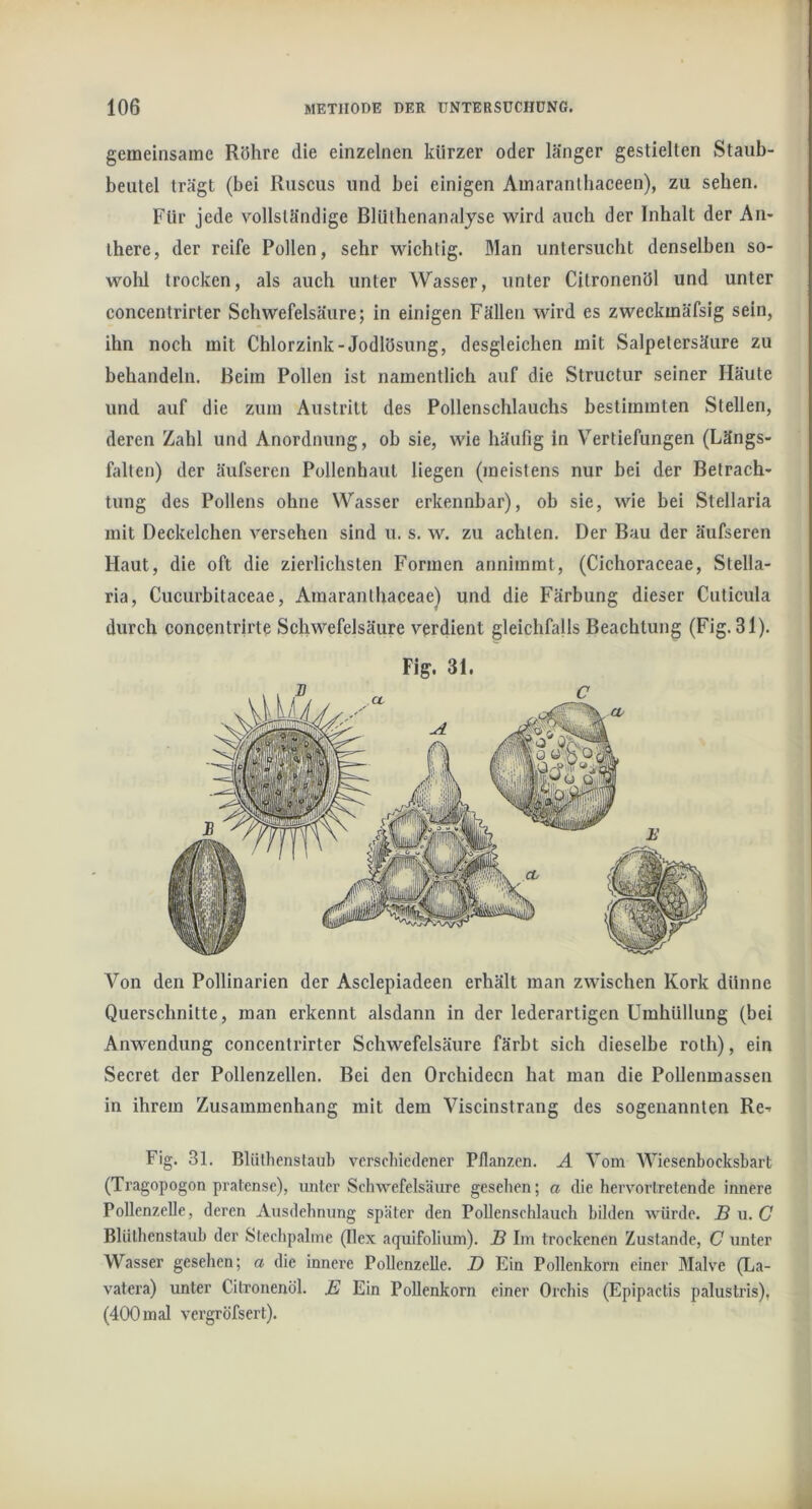 gemeinsame Röhre die einzelnen kürzer oder länger gestielten Staub- beutel trägt (bei Ruscus und bei einigen Amaranlbaceen), zu sehen. Für jede vollständige Blütbenanalyse 'wird auch der Inhalt der An- there, der reife Pollen, sehr wichtig. Man untersucht denselben so- wolil trocken, als auch unter Wasser, unter Citronenöl und unter concentrirter Schwefelsäure; in einigen Fällen wird es zweckmäfsig sein, ihn noch mit Chlorzink-Jodlösung, desgleichen mit Salpetersäure zu behandeln. Beim Pollen ist namentlich auf die Structur seiner Häute und auf die zum Austritt des Pollenschlauchs bestimmten Stellen, deren Zahl und Anordnung, ob sie, wie häufig in Vertiefungen (Längs- falten) der äufseren Pollenhaut liegen (meistens nur bei der Betrach- tung des Pollens ohne Wasser erkennbar), ob sie, wie bei Stellaria mit Deckelchen versehen sind u. s. w. zu achten. Der Bau der äufseren Haut, die oft die zierlichsten Formen annimmt, (Cichoraceae, Stella- ria, Cucurbitaceae, Amaranthaceae) und die Färbung dieser Cuticula durch concentrlrte Schwefelsäure verdient gleichfalls Beachtung (Fig. 31). Fig. 31. Von den Pollinarien der Asclepiadeen erhält man zwischen Kork dünne Querschnitte, man erkennt alsdann in der lederartigen Umhüllung (bei Anwendung concentrirter Schwefelsäure färbt sich dieselbe roth), ein Secret der Pollenzellen. Bei den Orchideen hat man die Pollenmassen in ihrem Zusammenhang mit dem Viscinstrang des sogenannten Re- Fig. 31. Bliilhenstaul) verscliledener Pflanzen. A Vom Wiesenbocksbart (Tragopogon pralense), imler Schwefelsäure gesehen; a die hervorlretende innere Pollenzelle, deren Ausdehnung später den Pollenschlauch bilden würde. JS u. C Blüthenstaub der Stechpalme (Ilex aquifolium). B Im trockenen Zustande, C unter Wasser gesehen; a die innere Pollenzelle. Z) Ein Pollenkorn einer Malve (La- vatera) unter Citronenöl. E Ein Pollenkorn einer Orchis (Epipactis palustris), (400 mal vergröfsert).