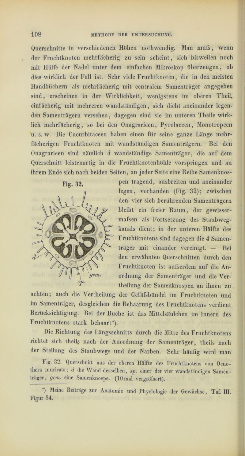 Querschnitte in verschiedenen Höhen nothwendig. Man mufs, wenn der Fruchtknoten inehrfächerig zu sein scheint, sich bisweilen noch mit Hülfe der Nadel unter dem einfachen Mikroskop überzeugen, ob dies wirklich der Fall ist. Sehr viele Fruchtknoten, die in den meisten Handbüchern als mehrfächerig mit centralem Samenträger angegeben sind, erscheinen in der Wirklichkeit, wenigstens im oberen Theil, einfächerig mit mehreren wandständigen, sich dicht aneinander legen- den Samenträgern versehen, dagegen sind sie im unteren Theile wirk- lich mehrfächerig, so bei den Onagrarieen, Pyrolaceen, Monotropeen u. s. w. Die Cucurbitaceen haben einen für seine ganze Länge mehr- fächerigen Fruchtknoten mit wandständigen Samenträgern. Bei den Onagrarieen sind nämlich 4 wandständige Samenträger, die auf dem Querschnitt leistenartig in die Fruchtknotenhöhle vorspringen und an ihrem Ende sich nach beiden Seiten, an jeder Seite eine Reihe Samenknos- pen tragend, ausbreiten und aneinander legen, vorhanden (Fig. 32); zwischen den Ader sich berührenden Samenträgern bleibt ein freier Raum, der gewisser- mafsen als Fortsetzung des Staubweg- kanals dient; in der unteren Hälfte des Fruchtknotens sind dagegen die 4 Samen- träger mit einander vereinigt. — Bei den erwähnten Querschnitten durch den Fruchtknoten ist aufserdem auf die An- ordnung der Samenträger und die Ver- theilung der Samenknospen an ihnen zu achten; auch die Vertheilung der Gefäfsbündel im Fruchtknoten und im Samenträger, desgleichen die Behaarung des Fruchtknotens A^erdient Berücksichtigung. Bei der Buche ist das Mittelsäulchen im Innern des Fruchtknotens stark behaart). Die Richtung des Längsschnitts durch die Mitte des Fruchtknotens richtet sich theils nach der Anordnung der Samenträger, theils nach der Stellung des Staubwegs und der Narben. Sehr häufig Avird man Fig. 32. Querschnitt aus der oberen Hälfte des Fruchtknotens von Oeno- thera inuricata; d die Wand desselben, sp. einer der A’ier Avandständigen Samen- träger, gern, eine Samenknospe. (10 mal vergröfsert). Figur 34.