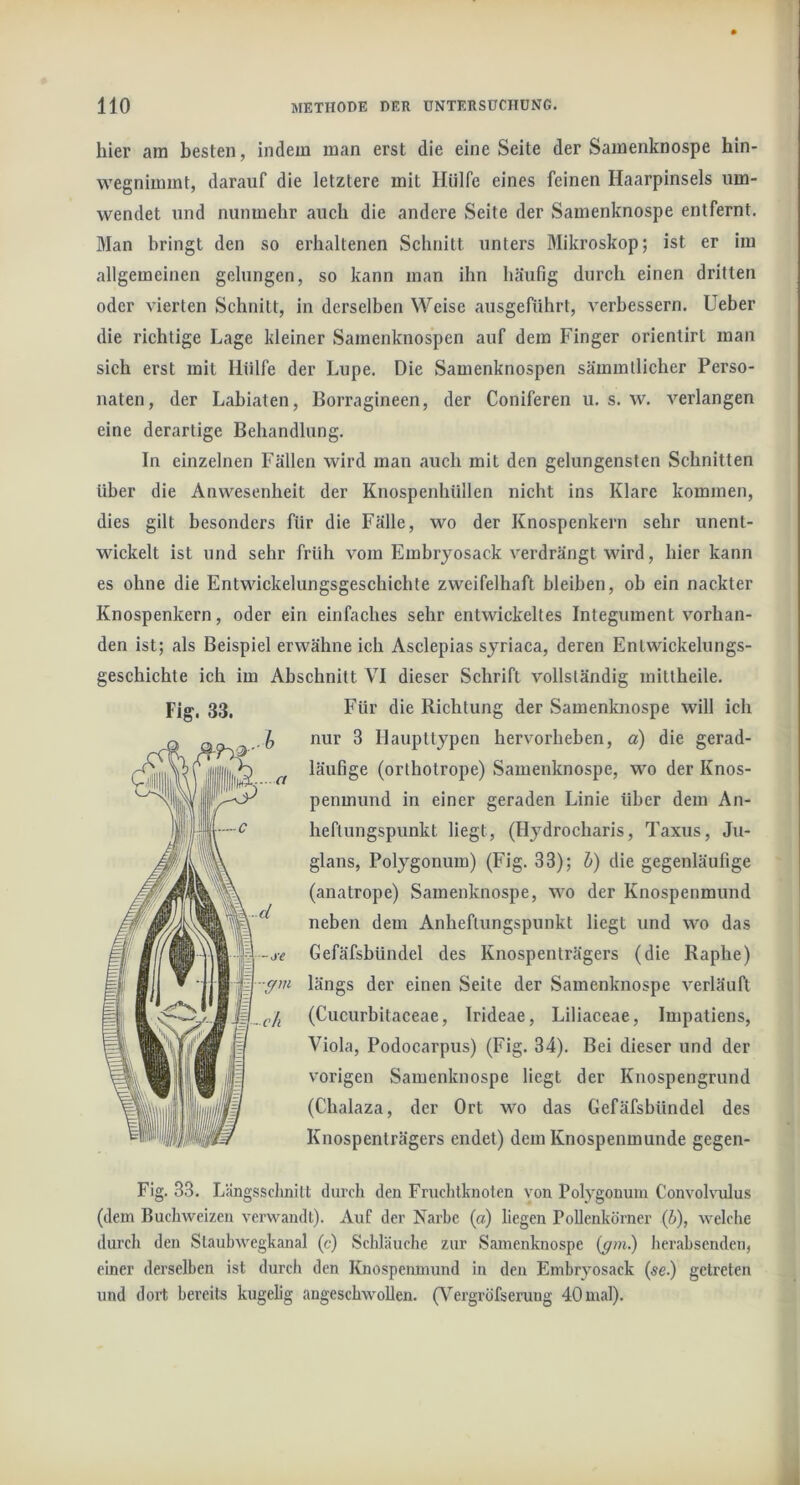 hier am besten, indem man erst die eine Seite der Samenknospe hin- wegnimmt, darauf die letztere mit Hülfe eines feinen Haarpinsels um- wendet und nunmehr auch die andere Seite der Samenknospe entfernt. Man bringt den so erhaltenen Schnitt unters Mikroskop; ist er im allgemeinen gelungen, so kann man ihn häufig durch einen dritten oder vierten Schnitt, in derselben Weise ausgeführt, verbessern. Ueber die richtige Lage kleiner Samenknospen auf dem Finger orientirt inan sich erst mit Hülfe der Lupe. Die Samenknospen sämmllicher Perso- naten, der Labiaten, Borragineen, der Coniferen u. s. w. verlangen eine derartige Behandlung. In einzelnen Fällen wird man auch mit den gelungensten Schnitten über die Anwesenheit der Knospenhüllen nicht ins Klare kommen, dies gilt besonders für die Fälle, wo der Knospenkern sehr unent- wickelt ist und sehr früh vom Embryosack verdrängt wird, hier kann es ohne die Entwickelungsgeschichte zweifelhaft bleiben, ob ein nackter Knospenkern, oder ein einfaches sehr entwickeltes Integument vorhan- den ist; als Beispiel erwähne ich Asclepias syriaca, deren Enlwickelungs- geschichte ich im Abschnitt VI dieser Schrift vollständig mittheile. nur 3 Ilaupttypen hervorheben, a) die gerad- läufige (orthotrope) Samenknospe, wo der Knos- penmund in einer geraden Linie über dem An- heftungspunkt liegt, (Hj’^drocharis, Taxus, Ju- glans, Polygonum) (Fig. 33); h) die gegenläufige (anatrope) Samenknospe, wo der Knospenmund neben dem Anheflungspunkt liegt und wo das Gefäfsbündel des Knospenträgers (die Raphe) längs der einen Seite der Samenknospe verläuft (Cucurbitaceae, Irideae, Lillaceae, luipatiens, Viola, Podocarpus) (Fig. 34). Bei dieser und der vorigen Samenknospe liegt der Knospengrund (Chalaza, der Ort wo das Gefäfsbündel des Knospenträgers endet) dem Knospenmunde gegen- Fig. 33. Längsschnitt durch den Fruchtknoten von Polygonum Convohmlus (dem Buchweizen verwandt). Auf der Narbe ia) liegen Pollenkörner (i), welche durch den Staubwegkanal (c) Schläuche zur Samenknospe {gm) herabsenden, einer derselben ist durch den Knospeimnmd in den Embryosack (se.) getreten und dort bereits kugelig angeschwoUen. (Vergröfseruug 40 mal).