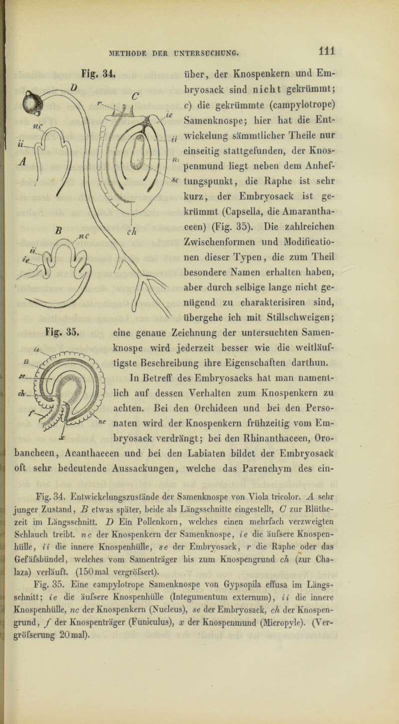 } i \ I * I « I I ä t Fig. 34. über, der Knospenkern und Em- bryosack sind nicht gekrümmt; c) die gekrümmte (campylotrope) Samenknospe; hier hat die Ent- Wickelung säimntlicher Theile nur einseitig stattgefunden, der Knos- penmund liegt neben dem Anhef- tungspunkt, die Raphe ist sehr kurz, der Embryosack ist ge- krümmt (Capsella, die Amarantha- ceen) (Fig. 35). Die zahlreichen Zwischenformen und Modificatio- nen dieser Typen, die zum Theil besondere Namen erhalten haben, aber durch selbige lange nicht ge- nügend zu charakterisiren sind, übergehe ich mit Stillschweigen; eine genaue Zeichnung der untersuchten Samen- knospe wird jederzeit besser wie die weitläuf- tigste Beschreibung ihre Eigenschaften darthun. In Betreff des Embryosacks hat man namenl- lieh auf dessen Verhalten zum Knospenkern zu achten. Bei den Orchideen und bei den Perso- naten wird der Knospenkern frühzeitig vom Em- bryosack verdrängt; bei den Rhinanthaceen, Oro- bancheen, Acanthaeeen und bei den Labiaten bildet der Embryosack oft sehr bedeutende Aussackungen, welche das Parenchym des ein- Fig. 35. ch^.l Fig. 34. Enlwickeliingszustände der Samenknospe von Viola tricolor. A selir junger Zustand, B etwas später, Leide als Längsschnitte eingestellt, C zur Blüthe- zeit im Längsschnitt. D Ein Pollenkorn, welches einen mehrfach verzweigten Schlauch treibt, nc der Knospenkern der Samenknospe, ie die äufsere Knospen- hiille, ii die innere Knospenhülle, se der Emhryosack, r die Raphe oder das Gefäfsbündel, welches vom Samenträger bis zum Knospengrund ch (zur Cha- laza) verläuft. (150 mal vergröfsert). Fig. 35. Eine campylotrope Samenknospe von Gypsopila effusa im Längs- schnitt; ie die äufsere Knospenhülle (Integumentum externum), ii die innere Knospenhülle, nc der Knospenkern (Nucleus), se der Embryosack, ch der Knospen- grund, / der Knospenträger (Funiculus), x der Knospenmund (Micropyle). (Ver- gröfserung 20mal).