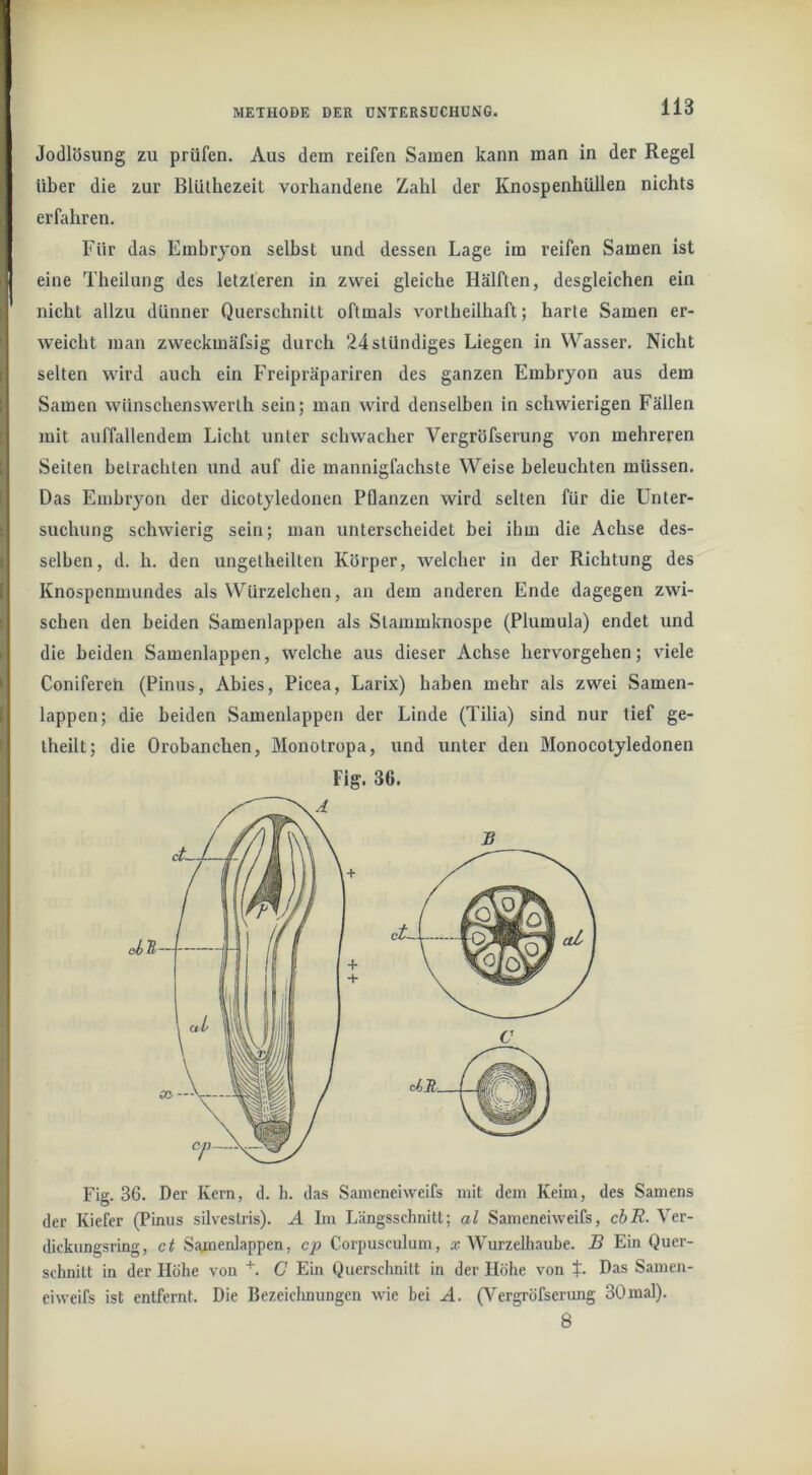 Jodlösung zu prüfen. Aus dem reifen Samen kann man in der Regel Uber die zur Blüthezeit vorhandene Zahl der Knospenhüllen nichts erfahren. Für das Embryon selbst und dessen Lage im reifen Samen ist eine Theilung des letzteren in zwei gleiche Hälften, desgleichen ein nicht allzu dünner Querschnitt oftmals vortheilhaft; harte Samen er- weicht man zweckmäfsig durch 24stUndiges Liegen in Wasser. Nicht selten wird auch ein Freipräpariren des ganzen Embryon aus dem Samen wünschenswerth sein; man wird denselben in schwierigen Fällen mit auffallendem Licht unter schwacher Vergröfserung von mehreren Seiten betrachten und auf die mannigfachste Weise beleuchten müssen. Das Embryon der dicotyledonen Pflanzen wird selten für die ünter- suehung schwierig sein; man unterscheidet bei ihm die Achse des- selben, d. h. den ungetheilten Körper, welcher in der Richtung des Knospenmundes als Würzelchen, an dem anderen Ende dagegen zwi- schen den beiden Samenlappen als Stammknospe (Plumula) endet und die beiden Samenlappen, welche aus dieser Achse hervorgehen; viele Conifereü (Pinus, Abies, Picea, Larix) haben mehr als zwei Samen- lappen; die beiden Samenlappen der Linde (Tilia) sind nur tief ge- theilt; die Orobanchen, Monotropa, und unter den Monocotyledonen Fig. 36. Fig. 36. Der Kern, d. li. das Sameneiweifs mit dem Keim, des Samens der Kiefer (Pinus silvestris). A Im Längsschnitt; al Sameneiweifs, cbü- Ver- dickungsring, c( Sarnenlappen, cj> Corpusculum, .r Wurzelliaube. B Ein Quer- schnitt in der Höhe von C Ein Querschnitt in der Höhe von L Das Samen- eiweifs ist entfernt. Die Bezeiclmungen wüe bei A. (Vergröfserung 30mal). 8