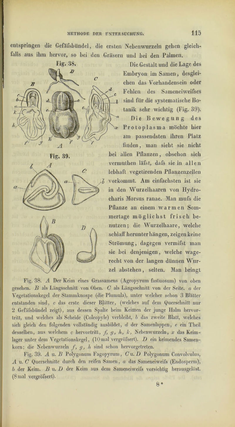 entspringen die Gefäfsbündel, die ersten Nebenwurzeln gehen gleich- falls aus ihm hervor, so bei den Gräsern und bei den Palmen. Fig. 38. Die Gestalt und die Lage des Embryon im Samen, desglei- chen das Vorhandensein oder <7- Fig. 39. sind für die systematische Bo- tanik sehr wichtig (Fig. 39). Die Bewegung des Protoplasma möchte hier am passendsten ihren Platz linden, man sieht sie nicht bei allen Pflanzen, obschon sich vermulhen läfst, dafs sie in allen lebhaft vegetirenden Pflanzenzellen vorkommt. Am einfachsten ist sie Fehlen des Sameneiweifses in den Wurzelhaaren von llydro- charis Morsus ranae. Man mufs die Pflanze an einem warmen Som- mertage möglichst frisch be- nutzen; die Wurzelhaare, welche schlaff herunter hängen, zeigen keine Strömung, dagegen vermifst man sie bei denjenigen, welche wage- recht von der langen dünnen Wur- zel abstehen, selten. Man bringt Fig. 38. A Der Keim eines Grassamens (Agropyrnm fasluosum) von oben gesehen. B als Längsschnitt von Oben. C als Längsschnitt von der Seite, a der Vegelationskegel der Slammlcnospe (die Phmmla), unter welcher schon 3 Blätter entstanden sind, c das erste dieser Blätter, (welches auf dem Querschnitt nur 2 Gefäfsbündel zeigt), aus dessen Spalte beim Keimen der jimge Halm hervor- tritt, und welches als Sclieide (Coleopyle) verbleibt, h das zweite Blatt, welches sich gleich den folgenden vollständig ausbildet, d der Samenlappen, e ein Theil desselben, aus welchem c hervortrilt, ß y, h, k, Nebenwurzeln, x das Keim- lager unter dem A^egetationskegel, (10 mal vergröfsert). D ein keimendes Samen- korn; die Nebenwmrzeln f, y, A sind schon hervorgetreten. Fig. 39. A n. B Polygonum Fagopyrum, Cxi.D Polygonum Convolvulus, A u. C Querschnitte durch den reifen Samen, a das Sameneiweifs (Endosperm), h der Keim. B u, D der Keim aus dem Sameneiweifs vorsichtig herausgelöst. (8 mal vergröfsert). 8*