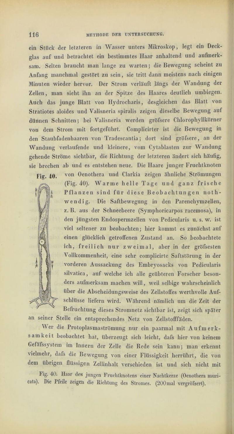 ein Stück der letzteren in Wasser unters Mikroskop, legt ein Deck- glas auf und betrachtet ein bestimmtes Haar anhaltend und aufmerk- sam. Selten braucht man lange zu warten; die Bewegung scheint zu Anfang manchmal gestört zu sein, sie tritt dann meistens nach einigen Minuten wieder hervor. Der Strom verläuft längs der Wandung der Zellen, man sieht ihn an der Spitze des Haares deutlich umbiegen. Auch das junge Blatt von Hydrocharis, desgleichen das Blatt von Stratiotes aloides und Valisneria spiralis zeigen dieselbe Bewegung auf dünnen Schnitten; bei Valisneria werden gröfsere Chlorophyllkörner von dem Strom mit fortgeführt. Complicirter ist die Bewegung in den Staiibfadenhaaren von Tradescantia; dort sind gröfsere, an der Wandung verlaufende und kleinere, vom Cytablasten zur Wandung gehende Ströme sichtbar, die Richtung der letzteren ändert sich häutig, sie brechen ab und es entstehen neue. Die Haare junger Fruchtknoten Fig. 40. Oenothera und Clarkia zeigen ähnliche Strömungen (Fig. 40). Warme helle Tage und ganz frische Pflanzen sind für diese Beobachtungen noth- wendig. Die Saflbewegung in den Parenchymzellen, z. B. aus der Schneebeere (Symphoricarpos racemosa), in den jüngsten Endospermzellen von Pedicularis u. s. w. ist viel seltener zu beobachten; hier kommt es zunächst auf einen glücklich getroffenen Zustand an. So beobachtete ich, freilich nur zweimal, aber in der gröfsesten Vollkommenheit, eine sehr complicirte Saftstörung in der vorderen Aussackung des Embrj'osacks von Pedicularis silvatica, auf welche ich alle geübteren Forscher beson- ders aufmerksam machen will, weil selbige wahrscheinlich über die Abscheidiingsweise des Zellstoffes werthvolle Auf- schlüsse liefern wird. Während nämlich um die Zeit der Befruchtung dieses Stromnetz sichtbar ist, zeigt sich später an seiner Stelle ein entsprechendes Netz von Zellstofffäden. ^^'er die Protoplasmaströmung nur ein paarmal mit Aufmerk- samkeit beobachtet hat, überzeugt sich leicht, dafs hier von keinem Gefäfssystem im Innern der Zelle die Rede sein kann; man erkennt vielmehr, dafs die BcAvegung von einer Flüssigkeit herrührt, die von dem übrigen flüssigen Zellinhalt verschieden ist und sich nicht mit Fig. 40. Haar des jungen Fruchtknotens einer Nachtkerze (Oenothera muri- cata). Die Pfeile zeigen die Richtung des Stromes. (200mal vergröfsert).