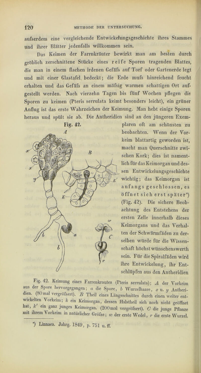 aufserdem eine vergleichende Entwickelungsgeschichte ihres Stammes und ihrer Blätter jedenfalls willkommen sein. Das Keimen der Farrnkräuter bewirkt man am besten durch gröblich zerschnittene Stücke eines reife Sporen tragenden Blattes, die man in einem flachen irdenen Gefäfs auf Torf oder Gartenerde legt und mit einer Glastafel, bedeckt; die Erde mufs hinreichend feucht erhalten und das Gefäfs an einem mäfsig warmen schattigen Ort auf- gestellt werden. Nach vierzehn Tagen bis fünf Wochen pflegen die Sporen zu keimen (Pteris serrulata keimt besonders leicht), ein grüner Anflug ist das erste Wahrzeichen der Keimung. Man hebt einige Sporen heraus und spült sie ab. Die Antheridien sind an den jüngeren Exem- Fig. 42. plaren oft am schönsten zu beobachten. Wenn der Vor- keim blattartig geworden ist, macht man Querschnitte zwi- schen Kork; dies ist nament- lich für das Keimorgan und des- sen Entwickelungsgeschichte wichtig; das Keimorgan ist anfangs geschlossen, es ö ff net sich erst später“) (Fig. 42). Die sichere Beob- achtung des Entstehens der ersten Zelle innerhalb dieses Keimorgans und das Verhal- ten der Schwärmfäden zu der- selben würde für die Wissen- schaft höchst wünschenswert!! sein. Für die Spiralfäden wird ihre Entwickelung, ihr Ent- schlüpfen aus den Antheridien Fig. 42. Keimung eines FaiTenkrautes (Pteris serrulata); A der Vorkeim aus der Spore hervorgegangen; a die Spore, b Wurzelhaare, x n. y Antheri- dien. (SOmal vergrofsert). B Theil eines Längsschnittes durch einen weiter ent- wickelten Vorkeim; k ein Keimorgan, dessen Halstheü sich noch nicht geöffnet hat, k ein ganz junges Keimorgan. (200mal vergrofsert). C die junge Pflanze mit ihrem Vorkeim in natürlicher Gröfse; zc der erste Wedel, r die erste Wurzel. •) Linnaea. Jahrg. 1849, p. 751 u.ff.