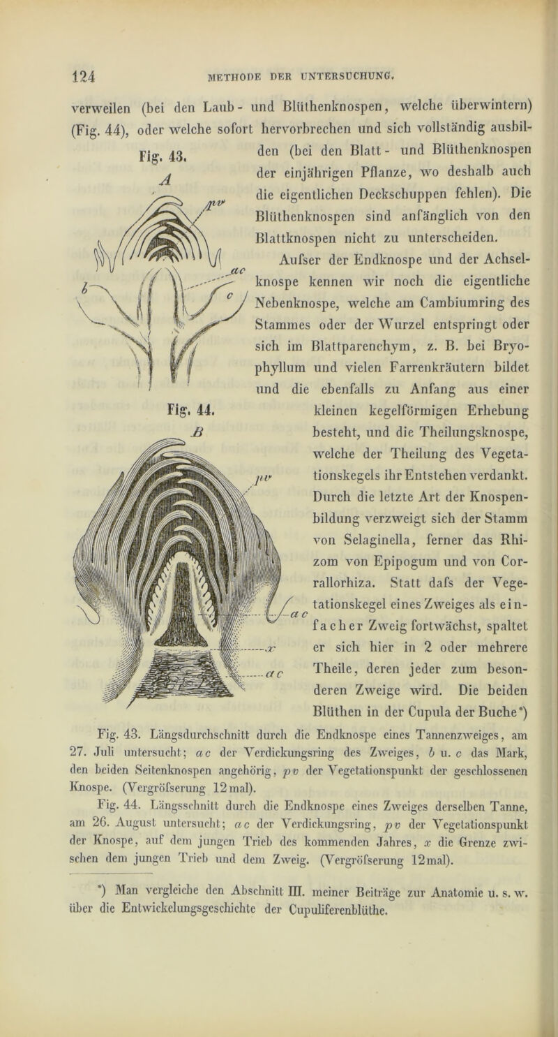 verweilen (bei den Laub- und Bliithenknospen, welche überwintern) (Fig. 44), oder welche sofort hervorbrechen und sich vollständig ausbil- den (bei den Blatt- und Blüthenknospen der einjährigen Pflanze, wo deshalb auch die eigentlichen Deckschuppen fehlen). Die Blüthenknospen sind anfänglich von den Blattknospen nicht zu unterscheiden. Aufser der Endknospe und der Achsel- knospe kennen wir noch die eigentliche Nebenknospe, w^elche am Cainbiumring des Stammes oder der Wurzel entspringt oder sich im Blattparenchjm, z. B. bei Bryo- phyllum und vielen Farrenkräutern bildet und die ebenfalls zxi Anfang aus einer kleinen kegelförmigen Erhebung besteht, und die Thellungsknospe, welche der Theilung des Vegeta- tionskegels ihr Entstehen verdankt. Durch die letzte Art der Knospen- bildung verzweigt sich der Stamm von Selaginella, ferner das Rhi- zom von Epipogum und von Cor- rallorhiza. Statt dafs der Vege- tationskegel eines Zweiges als ein- facher Zweig fortwächst, spaltet er sich hier in 2 oder mehrere Theile, deren jeder zum beson- deren Zweige wird. Die beiden Blüthen in der Cupula der Buche*) Fig. 43. A Fig. 44. Fig. 43. Längsdurchschnilt durch die Endknospe eines Tannenzweiges, am 27. Juli untersucht; ac der Verdickungsring des Zweiges, h m. c das Mark, den beiden Seitenknospen angehörig, fv der Vegetalionspimkt der geschlossenen Itnospe. (Vergröfserung 12 mal). Fig. 44. Längsschnitt durch die Endknospe eines Zweiges derselben Tanne, am 26. August untcrsuclit; ac der Verdickungsring, pv der Vegetationspunkt der Knospe, auf dem jungen Trieb des kommenden Jahres, x die Grenze zwi- schen dem jungen Trieb und dem Zweig. (Vergröfserung 12mal). ’) Man vergleiche den Absclmitt III. meiner Beiträge zur Anatomie u. s. w. über die Entwickelungsgeschichte der Cupuliferenblüthe.