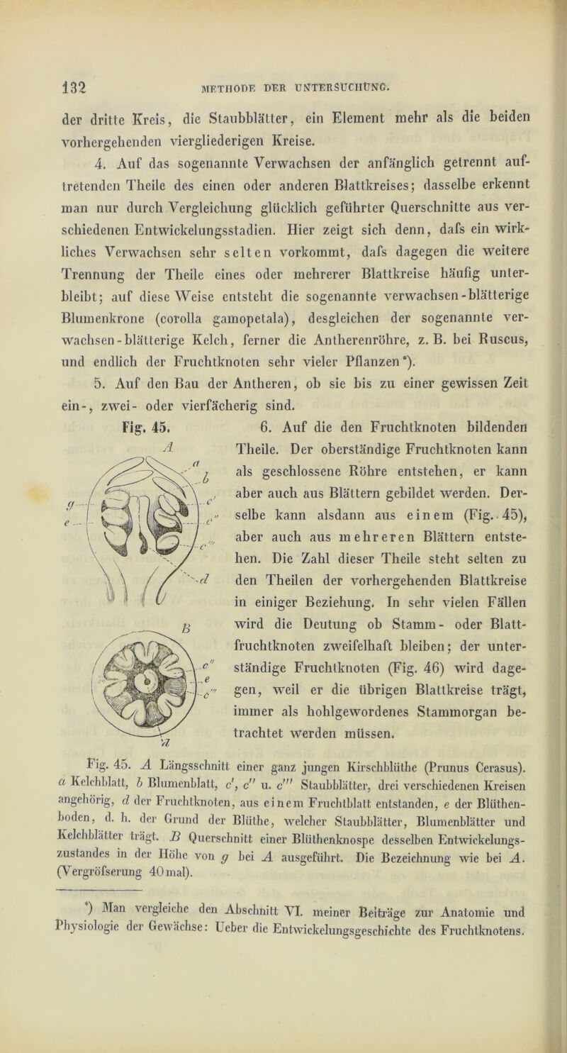 der dritte Kreis, die Staubblätter, ein Element raebr als die beiden vorbergebenden viergliederigen Kreise, 4. Auf das sogenannte Verwachsen der anfänglich getrennt auf- tretenden Theile des einen oder anderen Blattkreises; dasselbe erkennt man nur durch Vergleichung glücklich geführter Querschnitte aus ver- schiedenen Entwickelungsstadien. Hier zeigt sich denn, dafs ein wirk- liches Verwachsen sehr selten vorkommt, dafs dagegen die weitere Trennung der Theile eines oder mehrerer Blattkreise häufig unter- bleibt; auf diese Weise entsteht die sogenannte verwachsen-blätterige Blumenkrone (corolla gamopetala), desgleichen der sogenannte ver- wachsen-blätterige Kelch, ferner die Antherenröhre, z. B. bei Buscus, und endlich der Fruchtknoten sehr vieler Pflanzen“). 5. Auf den Bau der Antheren, oh sie bis zu einer gewissen Zeit ein-, zwei- oder vierfächerig sind. 6. Auf die den Fruchtknoten bildenden Theile. Der oberständige Fruchtknoten kann als geschlossene Röhre entstehen, er kann aber auch aus Blättern gebildet werden. Der- selbe kann alsdann aus einem (Fig.-45), aber auch aus mehreren Blättern entste- hen. Die Zahl dieser Theile steht selten zu den Theilen der vorhergehenden Blattkreise in einiger Beziehung. In sehr vielen Fällen wird die Deutung ob Stamm- oder Blatt- fruchtknoten zweifelhaft bleiben; der unter- ständige Fruchtknoten (Fig. 46) wird dage- gen, weil er die übrigen Blattkreise trägt, immer als hohlgewordenes Stammorgan be- trachtet werden müssen. Fig. 45. A Längsschnitt einer ganz jungen Kirsclibliithe (Prunus Cerasus). a Kelchblatt, b Blumenblatt, c', c u. c”' Staubblätter, drei verschiedenen Kreisen angehörig, d der Fruchtknoten, .aus einem Fruchtblatt entstanden, e der Blüthen- boden, d. h. der Grund der Blüthe, Avelcher Staubblätter, Blumenblätter und Kelchblätter trägt. B Querschnitt einer Blüthenknospe desselben Entwickelungs- zustandes in der Höhe von g bei A ausgeführt. Die Bezeichnung wie bei A. (Vergröfserung 40 mal). Fig. 45. A ) Man vergleiche den Abschnitt VI. meiner Beiträge zur Anatomie und Physiologie der Gewächse: lieber die Entwickelungsgeschichte des Fruchtknotens,