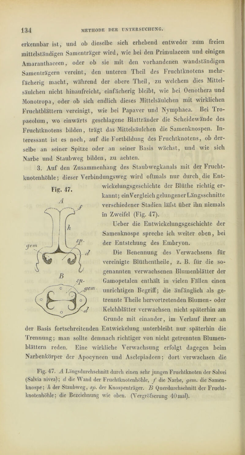 crkcniibRr ist, und ob dieselbe sieb erbebend entweder zum freien mitlelstäiidigen Samenträger wird, wie bei den Primulaceen und einigen Ainaranthaceen, oder ob sie mit den vorhandenen wandständigen Samenträgern vereint, den unteren Theil des Fruchtknotens mehr- fächerig macht, während der obere Theil, zu welchem dies Mittel- säulchen nicht hinaufreicht, einfächerig bleibt, wie bei Oenothera und J^lonotropa, oder ob sich endlich dieses Mittelsäulchen mit wirklichen Fruchtblättern vereinigt, wie hei Papaver und Nymphaea. Bei Tro- paeolum, wo einwärts geschlagene Blattränder die Scheidewände des Fruchtknotens bilden, trägt das Mittelsäulchen die Samenknospen. In- teressant ist es noch, auf die Fortbildung des Fruchtknotens, ob der- selbe an seiner Spitze oder an seiner Basis wächst, und wie sich Narbe und Stauhweg bilden, zu achten. 3. Auf den Zusammenhang des Staubwegkanals mit der Frucht- knoteiihöhle; dieser Verbindungsweg wird oftmals nur durch, die Ent- Fijf wickelungsgeschichte der Bliithe richtig er- kannt; einVergleich gelungener Längsschnitte verschiedener Stadien läfst über ihn niemals in Zweifel (Fig. 47). Ueber die Entwickelungsgeschichte der Samenknospe spreche ich weiter oben, bei der Entstehung des Embrjon. Die Benennung des Verwachsens für vereinigte Blüthentheile, z. B. für die so- genannten verwachsenen Blumenblätter der Gamopetalen enthält in vielen Fällen einen unrichtigen Begriff; die änfänglich als ge- trennte Theile herv^ortretenden Blumen- oder Kelchblätter verwachsen nicht späterhin am Grunde mit einander, im Verlauf ihrer an der Basis fortschreitenden EntVAUckelung unterbleibt nur späterhin die Trennung; man sollte demnach richtiger von nicht getrennten Blumen- blättern reden. Eine wirkliche Verwachsung erfolgt dagegen beim Narbenkörper der Apocyneen und Asclepiadeen; dort verwachsen die Fig. 47. A Längsdurchschnilt durch einen sehr jungen Fruchtknoten der Salvei (Salvia nivea); d die Wand der Fruchlknolenhöhle, f die Narbe, gern, die Samen- knospe; h der Stauhweg, sp. der Knospcnlräger. B Querdurchschnitt der Frucht- knotenhöhle; die Bezeichnung wie oben. GN^ergröfscrung 40 mal).