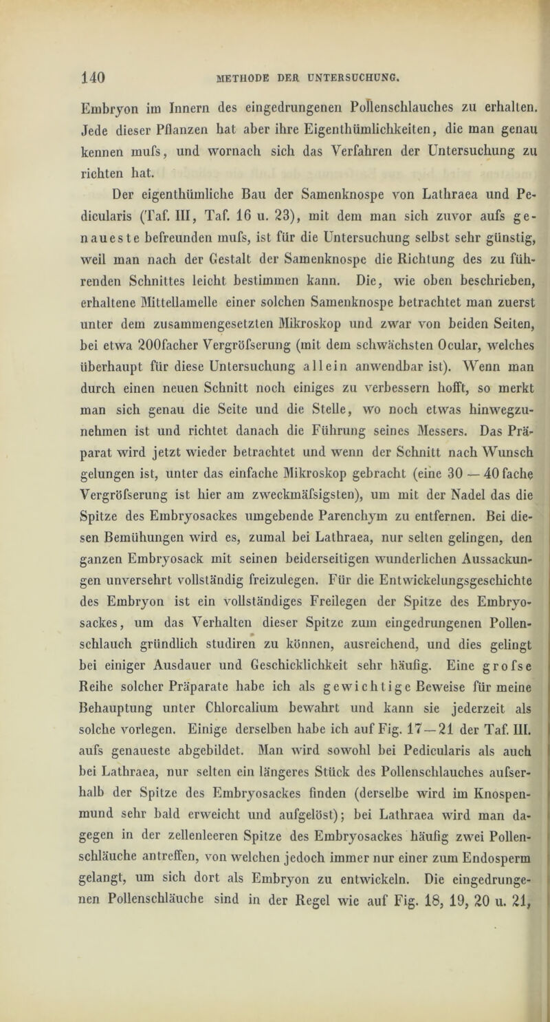 Embryon iia Innern des eingedrungenen Poflenschlauches zu erhallen. Jede dieser Pflanzen hat aber ihre Eigenthümlichkeiten, die inan genau kennen mufs, und wornach sich das Verfahren der Untersuchung zu richten hat. Der eigenthüuiliche Bau der Samenknospe von Lathraea und Pe- dicularis (Taf. III, Taf. 16 u. 23), mit dem man sich zuvor aufs ge- naueste befreunden mufs, ist für die Untersuchung selbst sehr günstig, weil man nach der Gestalt der Samenknospe die Richtung des zu füh- renden Schnittes leicht bestimmen kann. Die, wie oben beschrieben, erhaltene Mittellamelle einer solchen Samenknospe betrachtet man zuerst unter dem zusammengesetzten Mikroskop und zwar von beiden Seiten, bei etwa 200facher Vergröfserung (mit dem schwäehsten Ocular, welches überhaupt für diese Untersuchung allein anwendbar ist). Wenn man durch einen neuen Sehnitt noch einiges zu verbessern hofft, so merkt man sieh genau die Seite und die Stelle, wo noch etwas hinwegzu- nehmen ist und richtet danach die Führung seines Messers. Das Prä- parat wird jetzt wieder betrachtet und wenn der Schnitt nach Wunsch gelungen ist, unter das einfache Mikroskop gebraeht (eine 30 — 40 fache Vergröfserung ist hier am zweckmäfsigsten), um mit der Nadel das die i Spitze des Embryosackes umgebende Parenchym zu entfernen. Bei die- sen Bemühungen wird es, zumal bei Lathraea, nur seilen gelingen, den ganzen Embryosack mit seinen beiderseitigen wunderliehen Aussackun- gen unversehrt vollständig freizulegen. Für die Entwickelungsgeschichte des Embryon ist ein vollständiges Freilegen der Spitze des Embryo- sackes, um das Verhalten dieser Spitze zum eingedrungenen Pollen- schlauch gründlich studiren zu können, ausreichend, und dies gelingt bei einiger Ausdauer und Geschicklichkeit sehr häufig. Eine grofse Reihe solcher Präparate habe ich als gewichtige Beweise für meine Behauptung unter Chlorcalium bewahrt und kann sie jederzeit als solche vorlegen. Einige derselben habe ich auf Fig. 17—21 der Taf. III. aufs genaueste abgebildet. Man wird sowohl bei Pedicularis als auch bei Lathraea, nur selten ein längeres Stück des Pollenschlauches aufser- halb der Spitze des Embryosackes finden (derselbe wird im Knospen- mund sehr bald erweicht und aufgelöst); bei Lathraea wird man da- gegen in der zellenleeren Spitze des Embryosackes häufig zwei Pollen- schläuche antreffen, von welchen jedoch immer nur einer zum Endosperm gelangt, um sich dort als Embryon zu entwickeln. Die eingedrunge- nen Pollenschläuche sind in der Regel wie auf Fig. 18, 19, 20 u. 21, I
