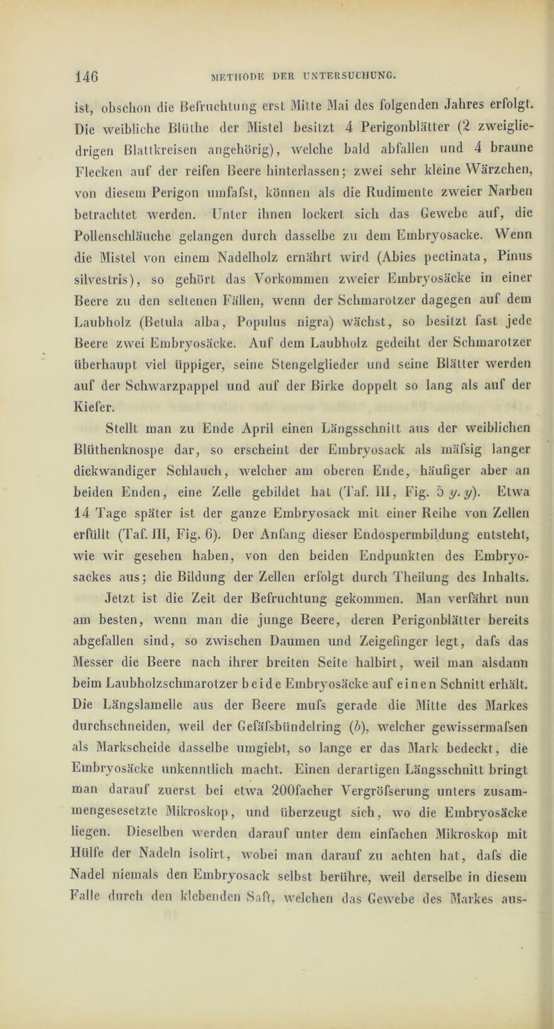 ist, obsclioii die Belruchtung erst Milte Mai des folgenden Jahres erfolgt. Die weibliche Bliilhe der Mistel besitzt 4 Perigonblätter (2 zweiglie- drigen Blallkreisen angehörig), welche bald abfallen und 4 braune Flecken auf der reifen Beere binterlassen; zwei sehr kleine Wärzchen, von diesem Perigon umfafst, können als die Rudimente zweier Narben betrachtet werden. Unter ihnen lockert sich das Gewebe auf, die Pollenschläiicbe gelangen durch dasselbe zu dem Embryosacke. Wenn die Mistel von einem Nadelholz ernährt wird (Abies pectinata, Pinus sllvestris), so gehört das Vorkommen zweier Kmbryosäcke in einer Beere zu den seltenen Fällen, wenn der Schmarotzer dagegen auf dem Laubholz (Betula alba, Populus nigra) wächst, so besitzt fast jede Beere zwei Embryosäcke. Auf dem Laubholz gedeiht der Schmarotzer überhaupt viel üppiger, seine Stengelglieder und seine Blätter werden auf der Schwarzpappel und auf der Birke doppelt so lang als auf der Kiefer. Stellt man zu Ende April einen Längsschnitt aus der weiblichen Blüthenknospe dar, so erscheint der Embryosack als mäfsig langer dickwandiger Schlauch, welcher am oberen Ende, häufiger aber an beiden Enden, eine Zelle gebildet hat (Taf. 111, Fig. b y.y). Etwa 14 Tage später ist der ganze Elmbryosack mit einer Reihe von Zellen erfüllt (Taf. 111, Fig. 6). Der Anfang dieser Endospermbildung entsteht, wie wir gesehen haben, von den beiden Endpunkten des Embryo- sackes aus; die Bildung der Zellen erfolgt durch Theilung des Inhalts. Jetzt ist die Zeit der Befruchtung gekommen. Man verfährt nun am besten, wenn man die junge Beere, deren Perigonblätter bereits abgefallen sind, so zwischen Daumen und Zeigefinger legt, dafs das Messer die Beere nach ihrer breiten Seite halbirt, weil man alsdann beim Laubholzschmarotzer beide Embryosäcke auf einen Schnitt erhält. Die Längslamelle aus der Beere mufs gerade die Mitte des Markes durchschneiden, weil der Gefäfsbündelring {h), welcher gewissermafsen als Markscheide dasselbe umgiebt, so lange er das Mark bedeckt, die Embryosäcke unkenntlich macht. Einen derartigen Längsschnitt bringt man darauf zuerst bei etwa 200facher Vergröfserung unters zusam- mengesesetzte Mikroskop, und überzeugt sich, wo die Embryosäcke liegen. Dieselben werden darauf unter dem einfachen Mikroskop mit Hülfe der Nadeln isolirt, Avohei man darauf zu achten hat, dafs die Nadel niemals den Embryosack selbst berühre, AA'’eil derselbe in diesem Falle durch den klebenden Saft, AA'elcben das Gewebe des Markes aus-