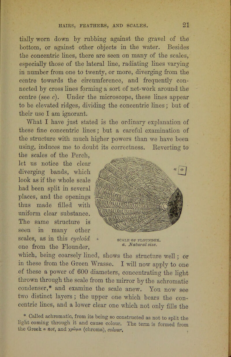 tially worn down by rubbing against the gravel of the bottom, or against other objects in the water. Besides the concentric lines, there are seen on many of the scales, especially those of the lateral line, radiating lines varying in number from one to twenty, or more, diverging from the centre towards the circumference, and frequently con- nected by cross hues forming a sort of net-work around the centre (see c). Under the microscope, these lines appear to he elevated ridges, dividing the concentric lines; but of their use I am ignorant. What I have just stated is the ordinary explanation of these fine concentric hues; but a careful examination of the structure with much higher powers than we have been using, induces me to doubt its coirectness. Reverting to the scales of the Perch, let us notice the clear diverging hands, which look as if the whole scale had been split in several places, and the openings thus made filled with uniform clear substance. The same structure is seen in many other scales, as in this cycloid « scale op flotjjtder. one from the Flounder, which, being coarsely lined, shows the structure well; or in these from the Green Wrasse. I will now apply to one of these a power of 600 diameters, concentrating the light thrown through the scale from the mirror by the achromatic condenser,* and examine the scale anew. You now see two distinct layers; the upper one which bears the con- centric lines, and a lower clear one which not only fills the * Called achromatic, from its being so constructed as not to split the light coming through it and cause colour. The term is formed from the Greek a not, and (chroma), colour.