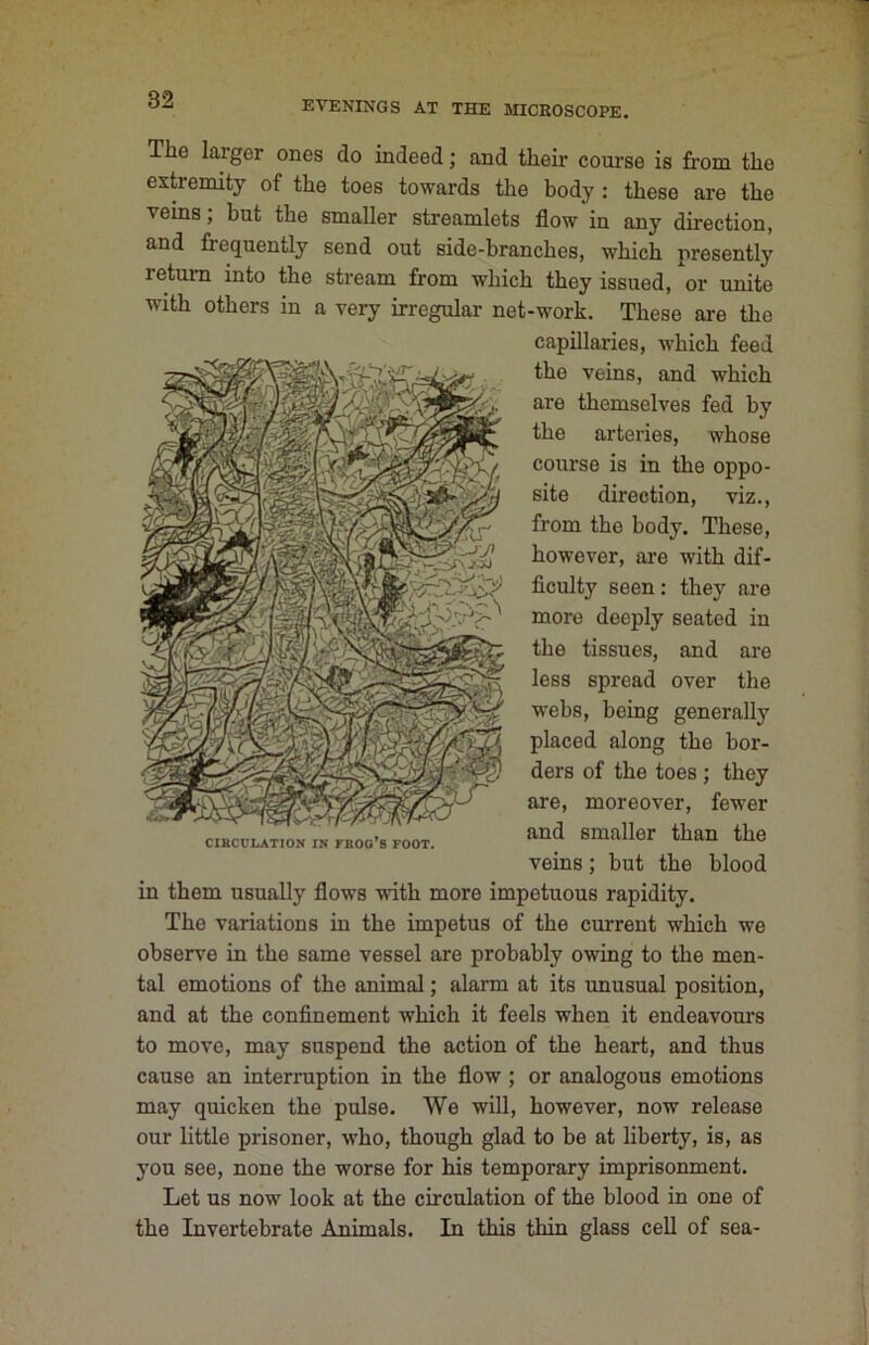 The larger ones do indeed; and their coui’se is from the extremity of the toes towards the body: these are the veins, but the smaller streamlets flow in any direction, and frequently send out side-branches, which presently return into the stream from which they issued, or unite ■with others in a very irregular net-work. These are the capillaries, which feed the veins, and which are themselves fed by the arteries, whose course is in the oppo- site direction, viz., from the body. These, however, are with dif- flculty seen; they are more deeply seated in the tissues, and are less spread over the webs, being generally placed along the bor- ders of the toes ; they are, moreover, fewer and smaller than the veins; but the blood in them usually flows ■with more impetuous rapidity. The variations in the impetus of the current which we observe in the same vessel are probably owing to the men- tal emotions of the animal; alarm at its unusual position, and at the confinement which it feels when it endeavours to move, may suspend the action of the heart, and thus cause an interruption in the flow ; or analogous emotions may quicken the pulse. We will, however, now release our little prisoner, who, though glad to be at liberty, is, as you see, none the worse for his temporary imprisonment. Let us now look at the circulation of the blood in one of the Invertebrate Animals. In this thin glass cell of sea- CIHCULATION IN FROO’s FOOT.