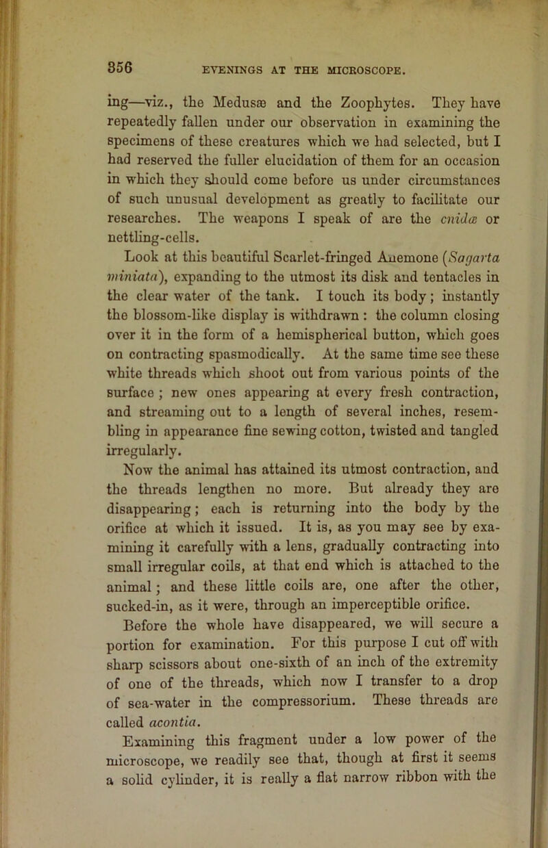 ing—viz., the Medusa) and the Zoophytes. They have repeatedly fallen under our observation in examining the specimens of these creatures which we had selected, but I had reserved the fuller elucidation of them for an occasion in which they should come before us under circumstances of such unusual development as greatly to facihtate our researches. The weapons I speak of are the cniJcB or nettling-cells. Look at this beautiful Scarlet-fringed Anemone [Sagarta vnniata), expanding to the utmost its disk and tentacles in the clear water of the tank. I touch its body; instantly the blossom-like display is withdrawn : the column closing over it in the form of a hemispherical button, which goes on contracting spasmodically. At the same time see these white threads which shoot out from various points of the surface ; new ones appearing at every fresh contraction, and streaming out to a length of several inches, resem- bling in appearance fine sewing cotton, twisted and tangled irregularly. Now the animal has attained its utmost contraction, and the threads lengthen no more. But already they are disappearing; each is returning into the body by the orifice at which it issued. It is, as you may see by exa- mining it carefully wdth a lens, gradually contracting into small irregular coils, at that end which is attached to the animal; and these little coils are, one after the other, sucked-in, as it were, through an imperceptible orifice. Before the whole have disappeared, we will secure a portion for examination. For this purpose I cut off with sharp scissors about one-sixth of an inch of the extremity of one of the threads, which now I transfer to a drop of sea-water in the compressorium. These threads are called acontia. Examining this fragment under a low power of the microscope, we readily see that, though at first it seems a sohd cylinder, it is really a fiat narrow ribbon with the