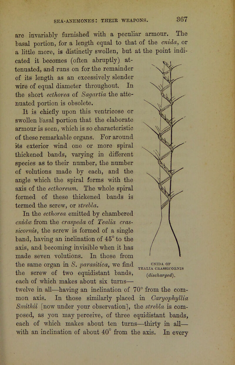 are invariably furnished with a peculiar armour. The basal portion, for a length equal to that of the cnida, or a httle more, is distinctly swollen, but at the point indi- cated it becomes (often abruptly) at- tenuated, and runs on for the remainder of its length as an excessively slender wire of equal diameter throughout. In the short ecthorea of Sagartia the atte- nuated portion is obsolete. It is chiefly upon this ventricose or swollen basal portion that the elaborate armour is seen, which is so characteristic of these remarkable organs. For around its exterior wind one or more spiral thickened bands, varying in difierent species as to their number, the number of volutions made by each, and the angle which the spiral forms with the axis of the ecthoreum. The whole spiral formed of these thickened bands is termed the screw, or strebla. In the ecthorea emitted by chambered cnidm from the craspeda of Tealia ci'os- sieomis, the screw is formed of a single band, having an incHnation of 45° to the axis, and becoming invisible when it has made seven volutions. In those from the same organ in S. parasitica, we find the screw of two equidistant bands, each of which makes about six turns— twelve in all—having an incHnation of 70° from the com- mon axis. In those similarly placed in Caryophyllia Smithii [now under your observation], the strehla is com- posed, as you may perceive, of three equidistant bands, each of which makes about ten turns—thirty in all— with an inclination of about 40° from the axis. In every CNIDA OF TEALIA CRA88ICORNI8 [discharged).